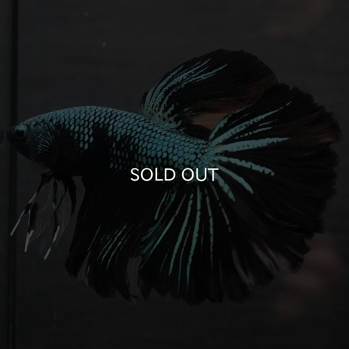 画像5: GHM ブルーブラック (5)