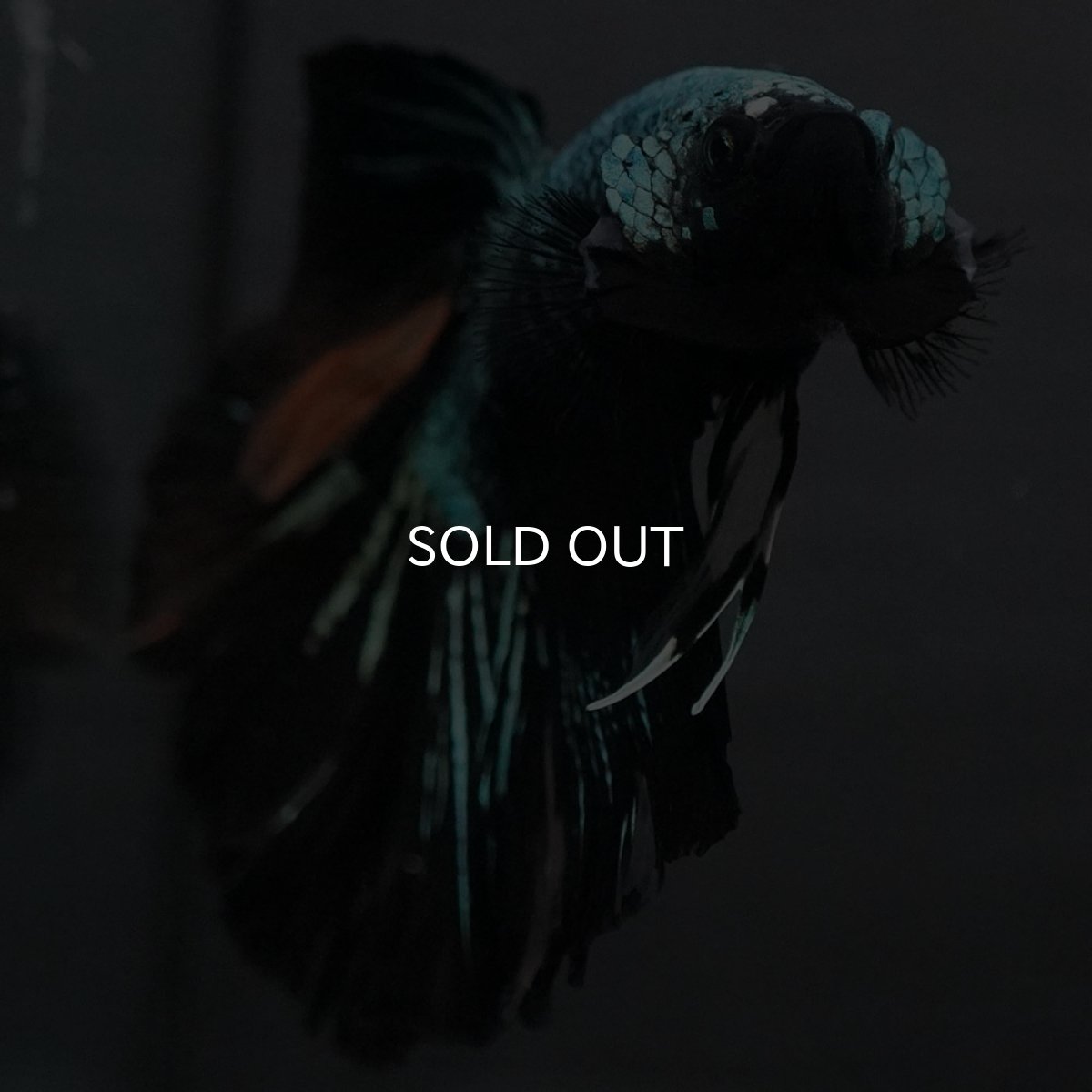 画像7: GHM ブルーブラック (7)