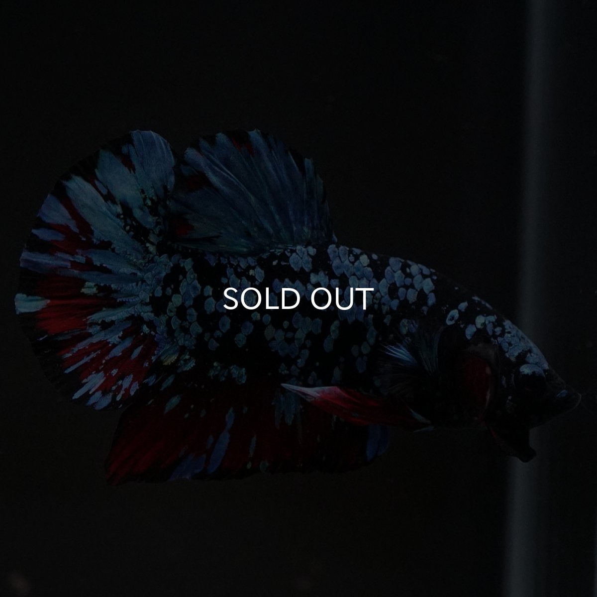 画像10: HMPK ブラックスター (10)