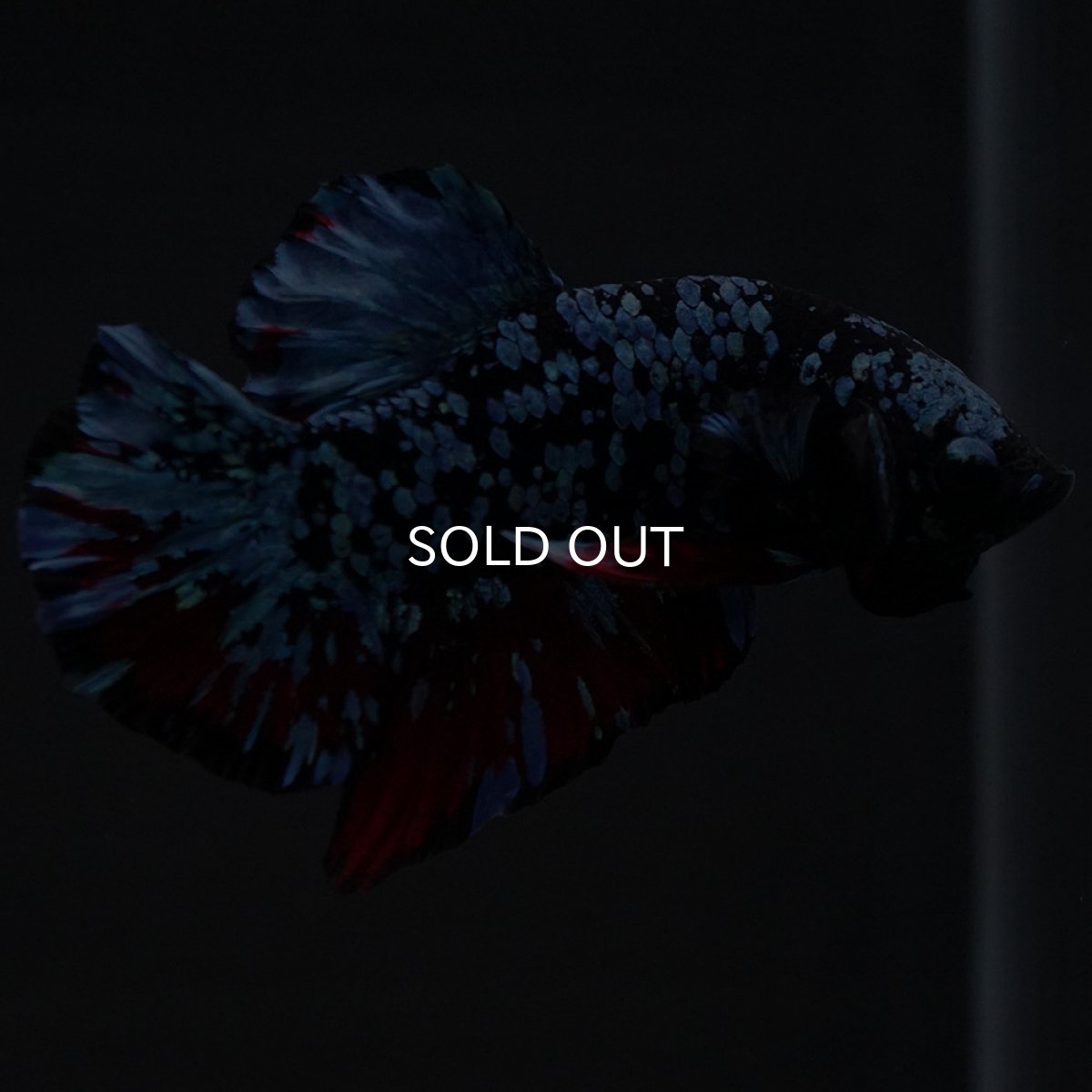 画像9: HMPK ブラックスター (9)