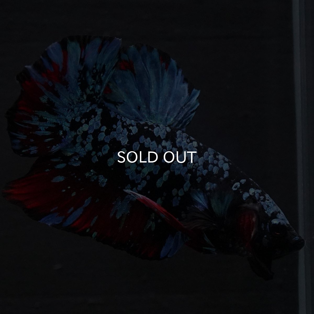 画像8: HMPK ブラックスター (8)