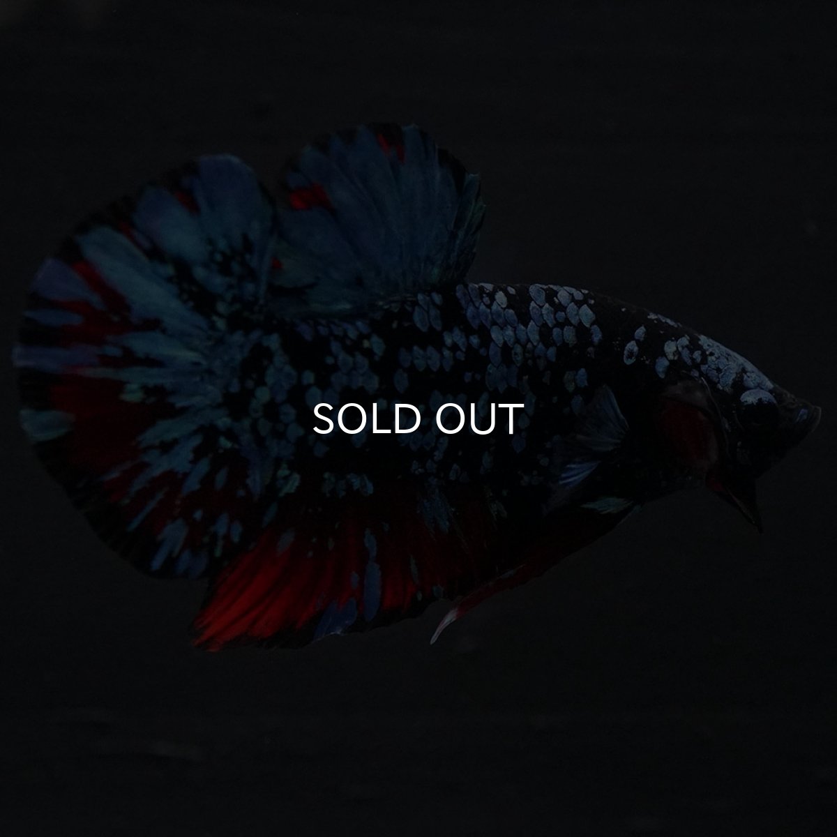 画像7: HMPK ブラックスター (7)