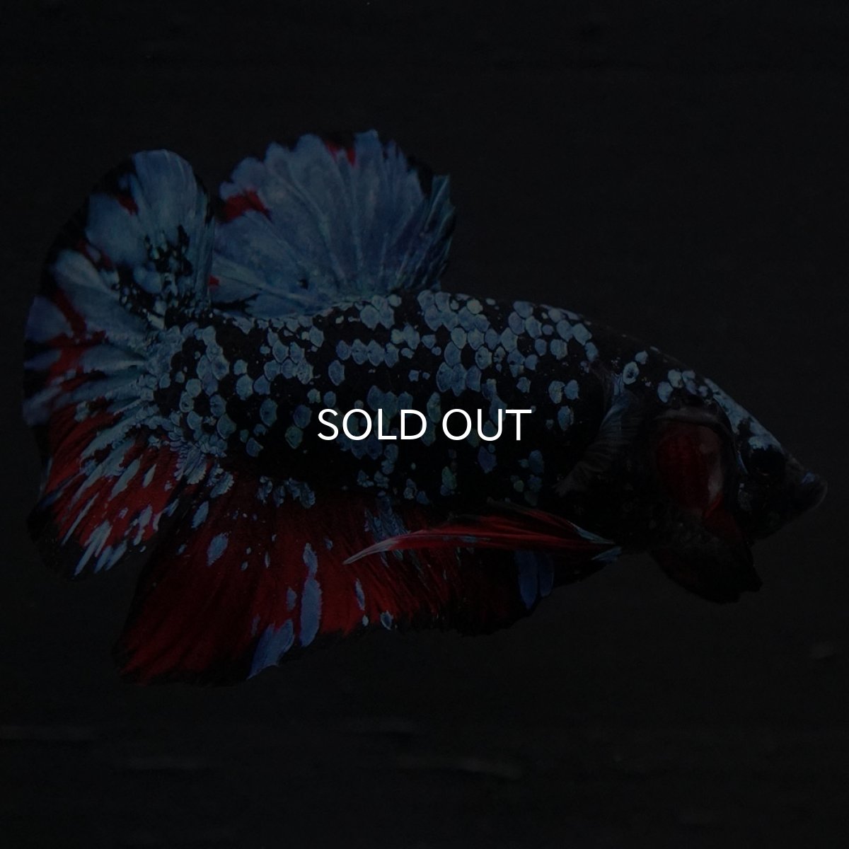 画像2: HMPK ブラックスター (2)