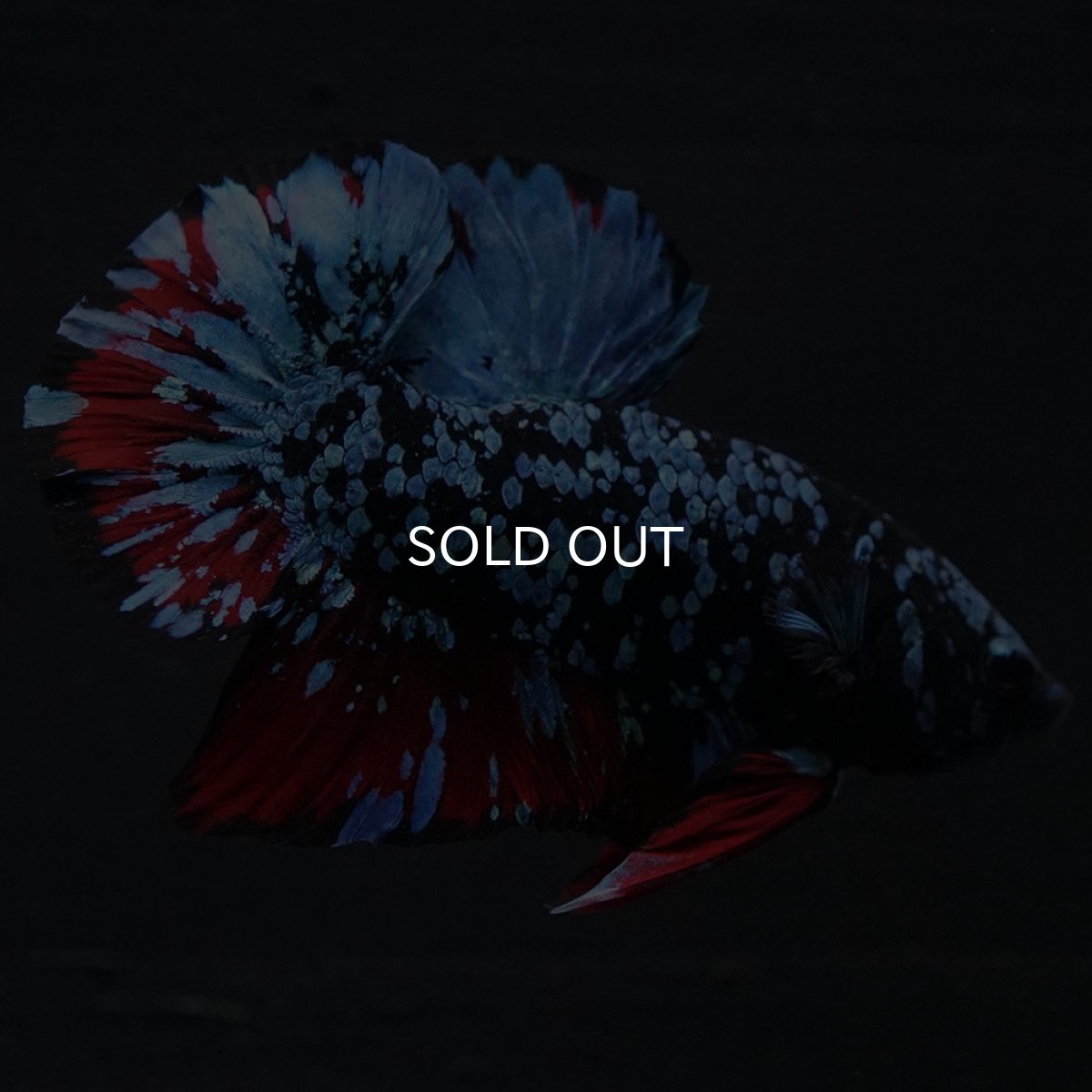 画像6: HMPK ブラックスター (6)