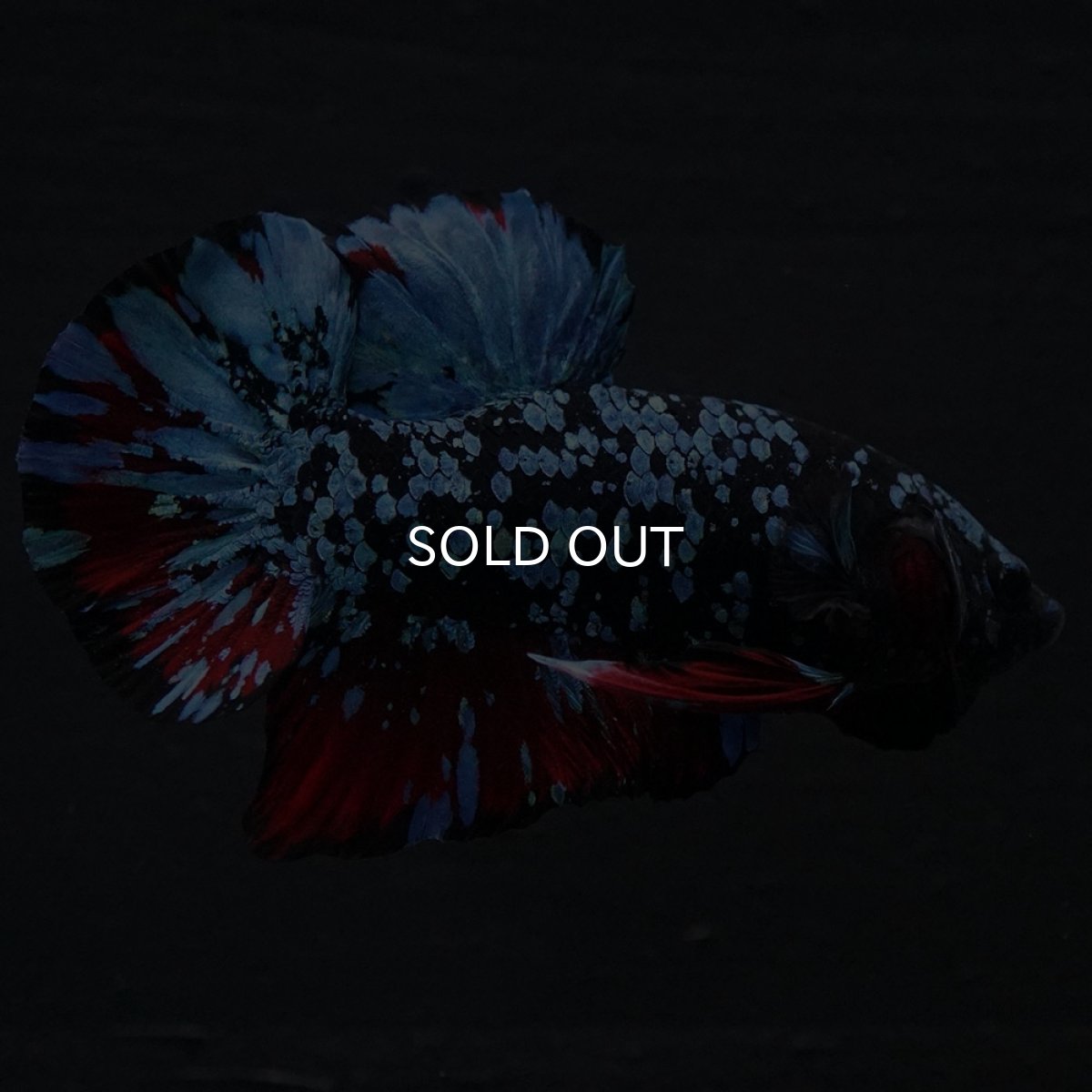 画像4: HMPK ブラックスター (4)