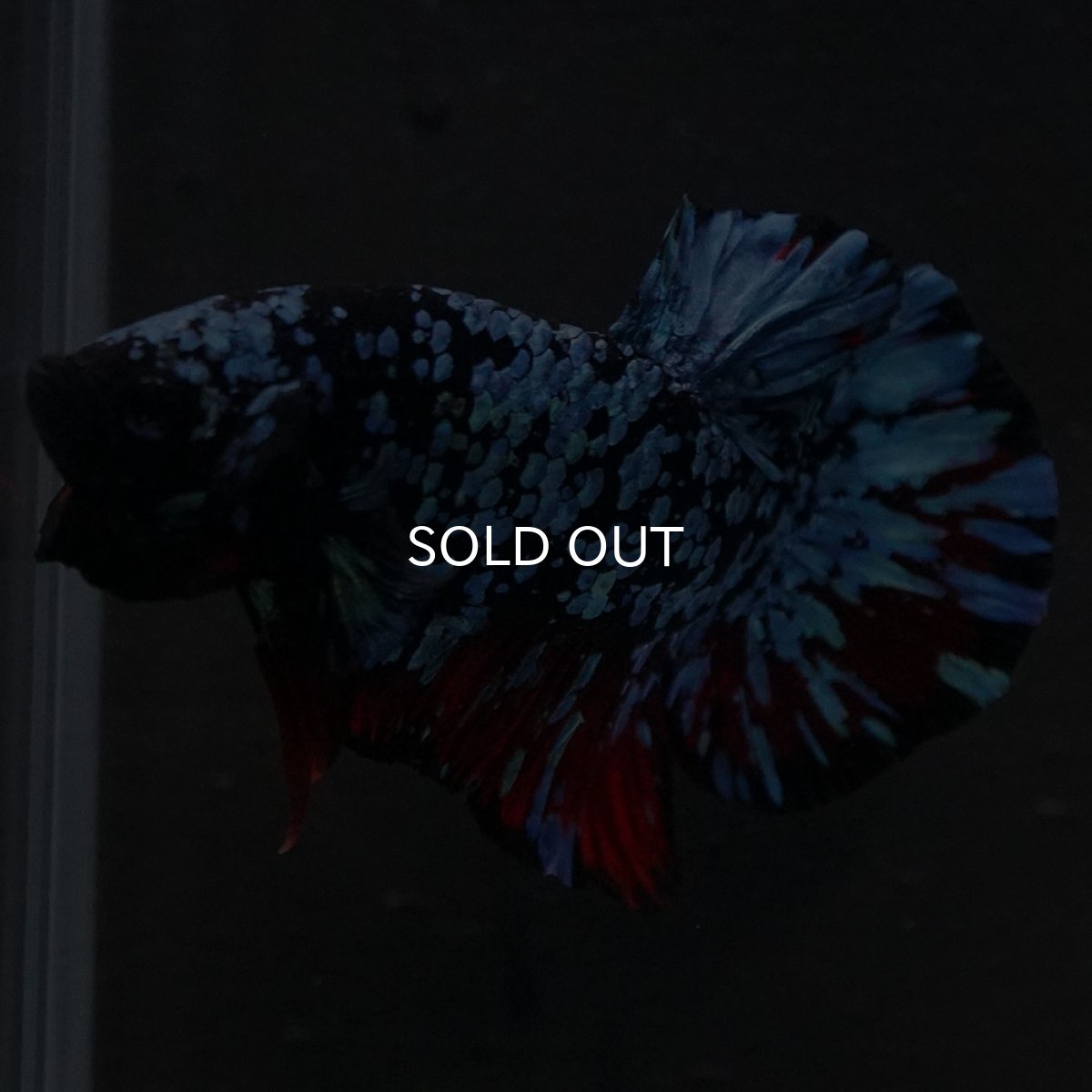 画像5: HMPK ブラックスター (5)