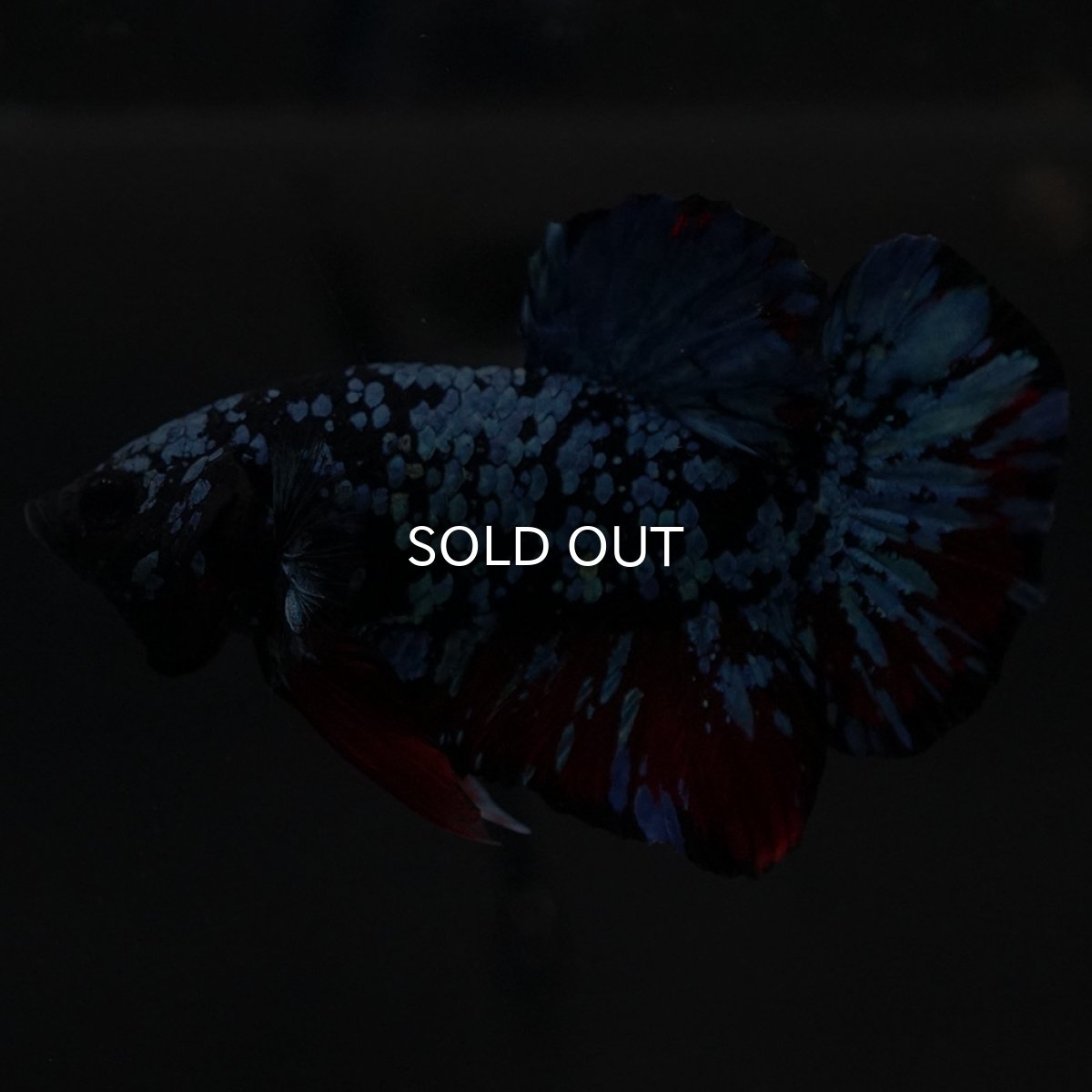 画像3: HMPK ブラックスター (3)