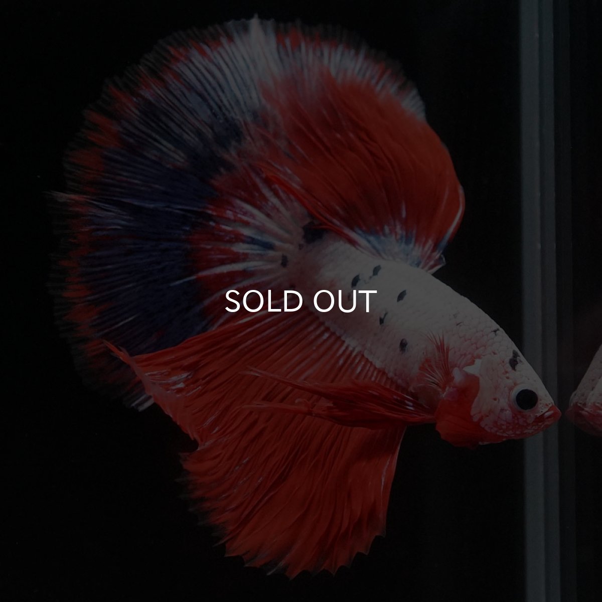 画像6: HM ホワイトファンシー (6)