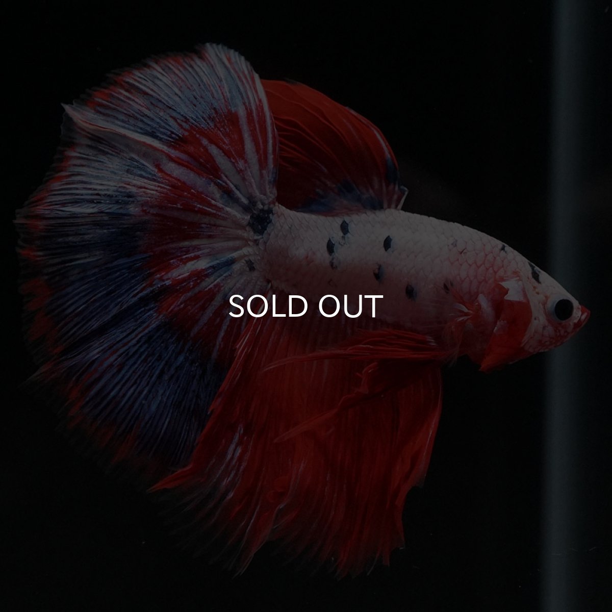 画像4: HM ホワイトファンシー (4)