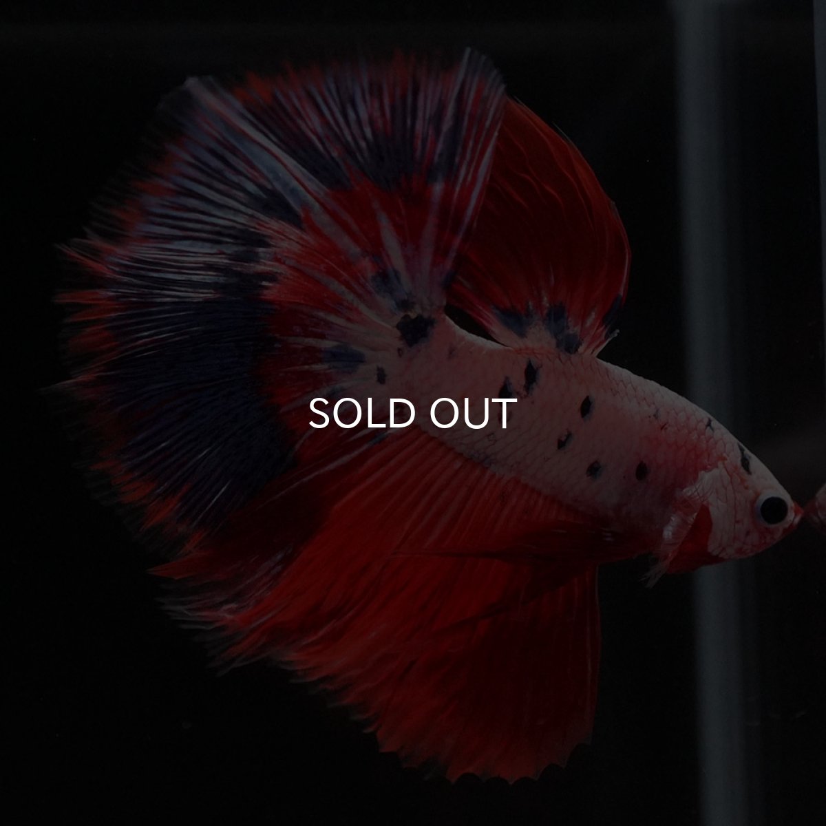 画像2: HM ホワイトファンシー (2)