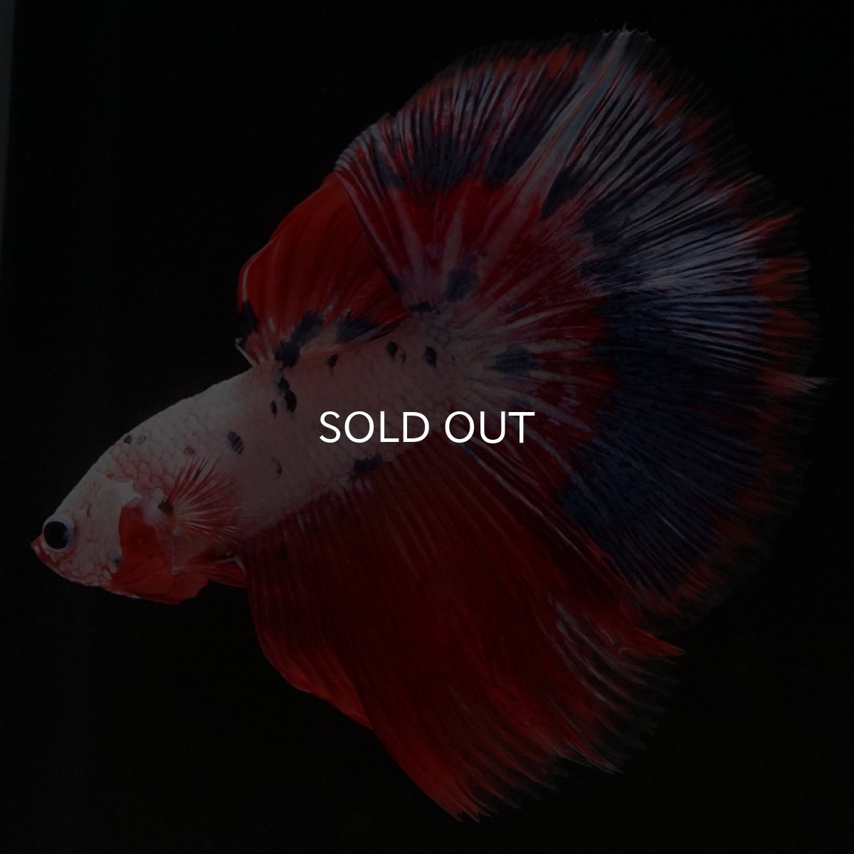 画像7: HM ホワイトファンシー (7)