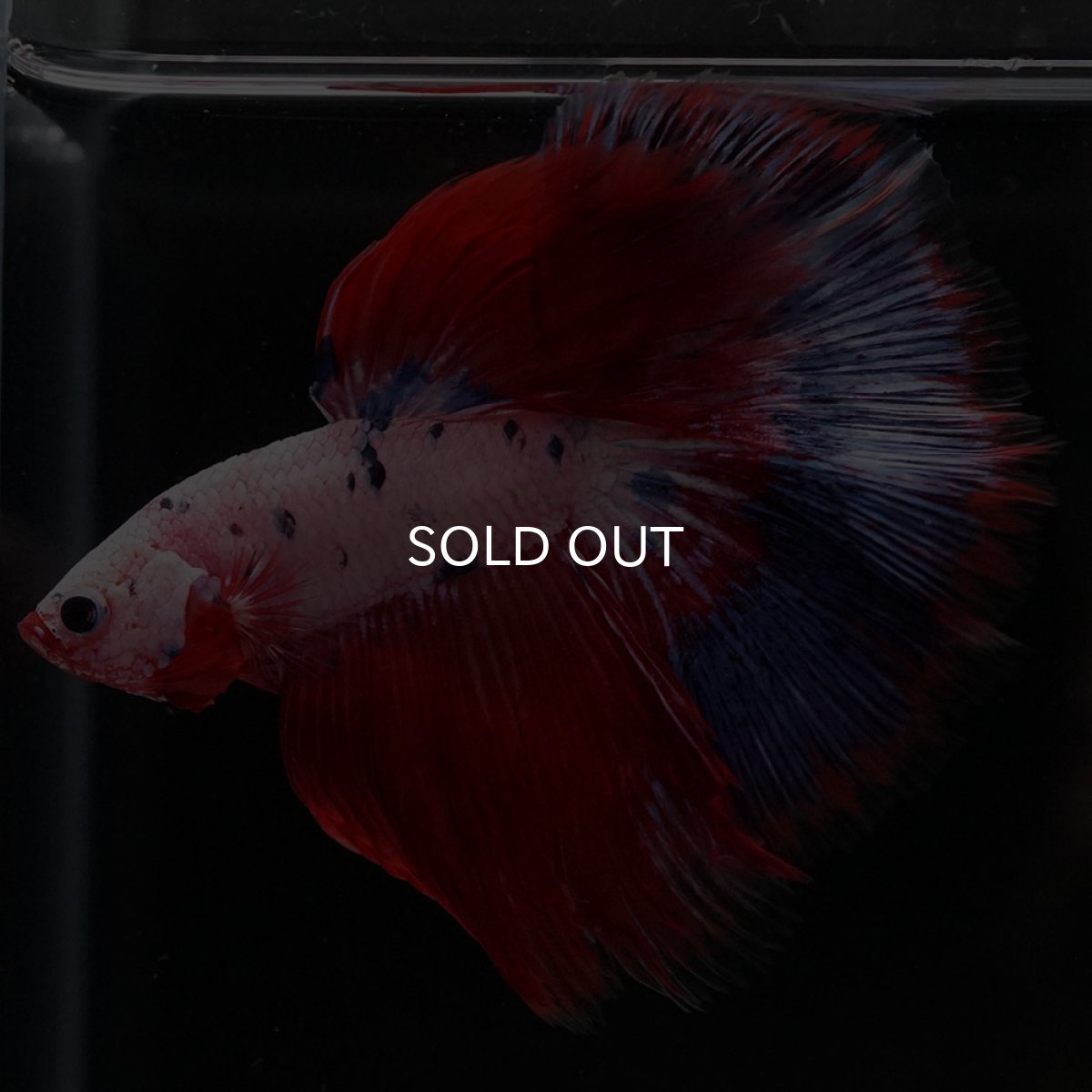 画像5: HM ホワイトファンシー (5)