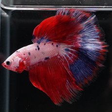 画像5: HM　ホワイトファンシー (5)