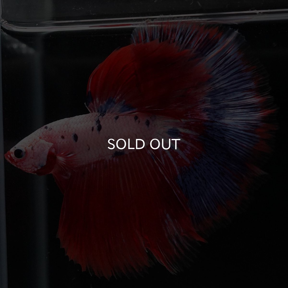 画像3: HM ホワイトファンシー (3)