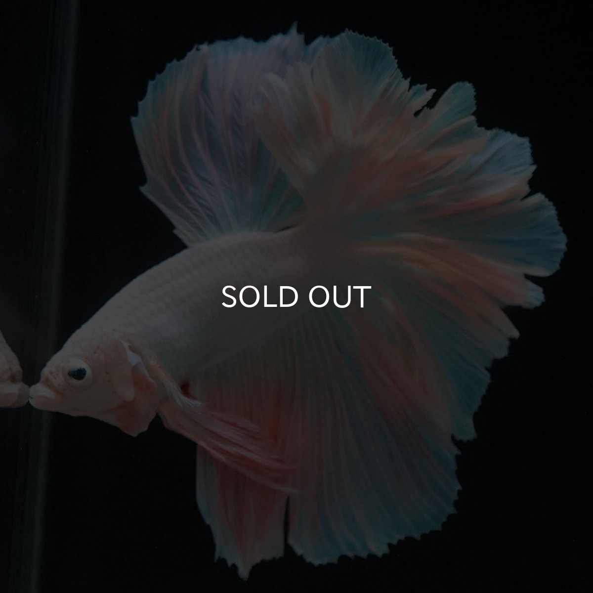 画像4: HM ファンシー ローズテール (4)