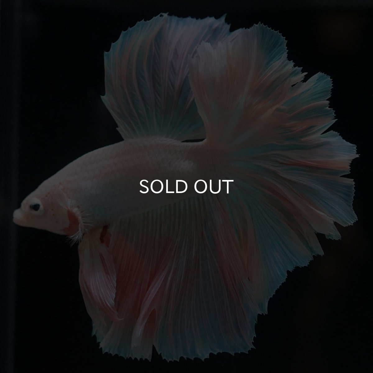 画像2: HM ファンシー ローズテール (2)