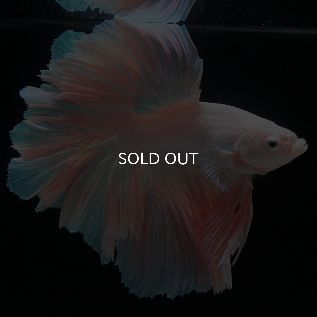 画像5: HM ファンシー ローズテール (5)