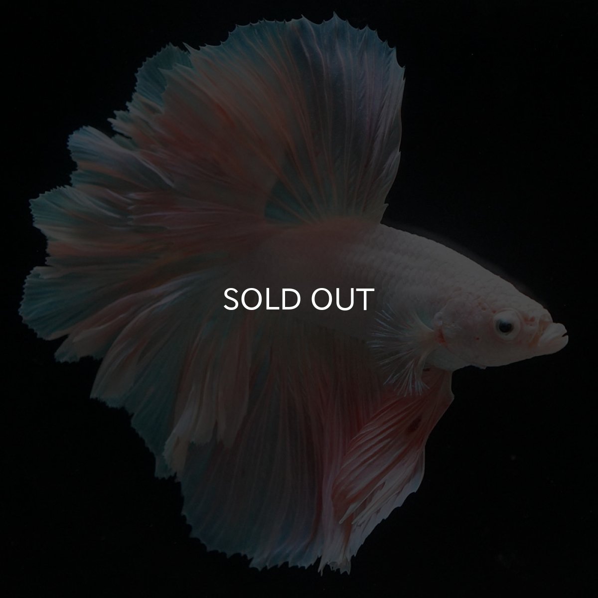 画像3: HM ファンシー ローズテール (3)