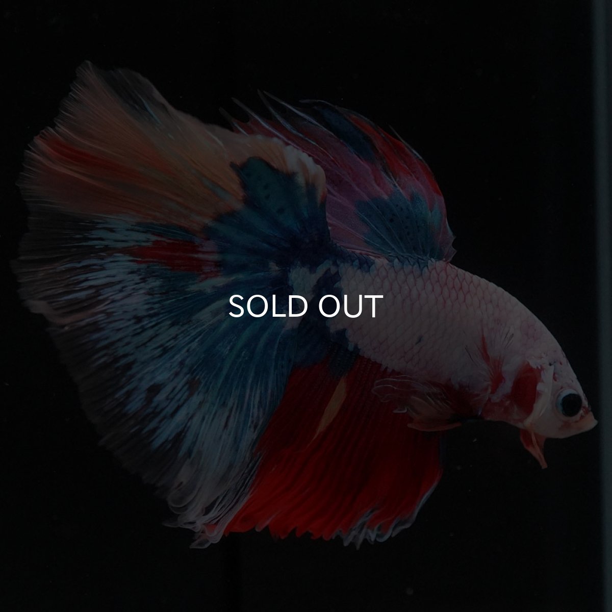 画像7: HM キャンディレインボー (7)