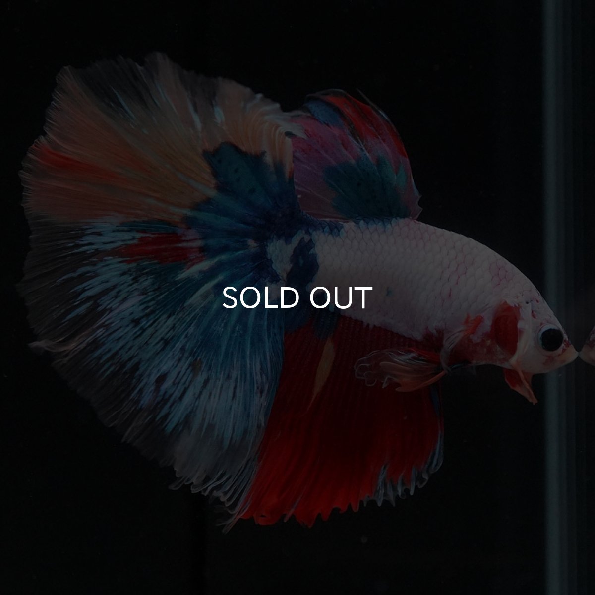 画像6: HM キャンディレインボー (6)