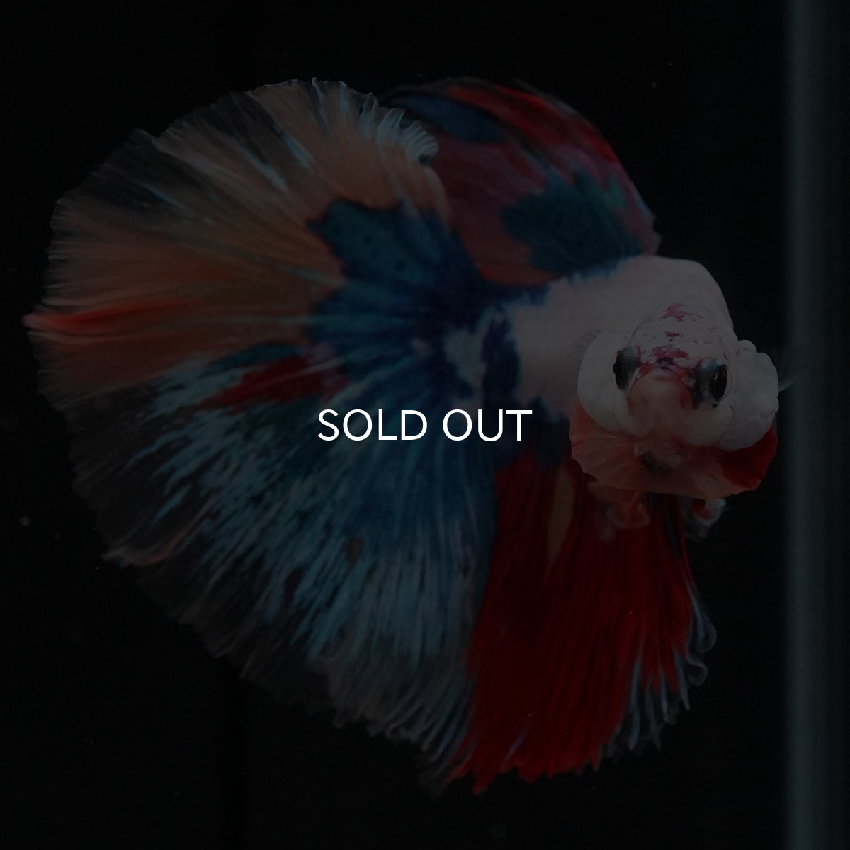 画像3: HM キャンディレインボー (3)