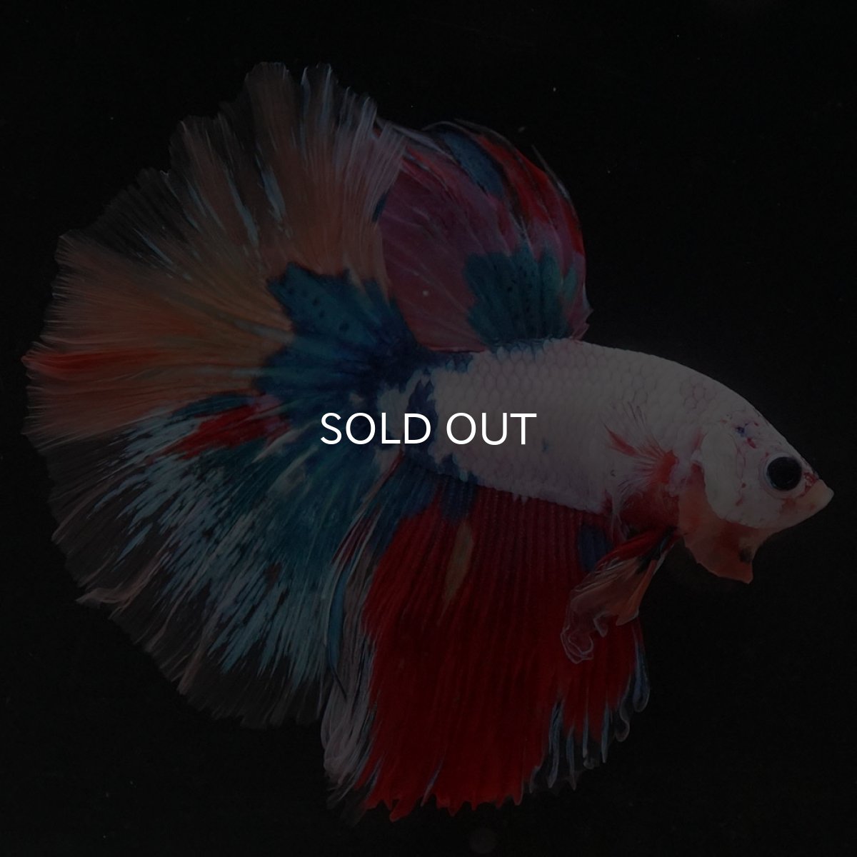 画像2: HM キャンディレインボー (2)