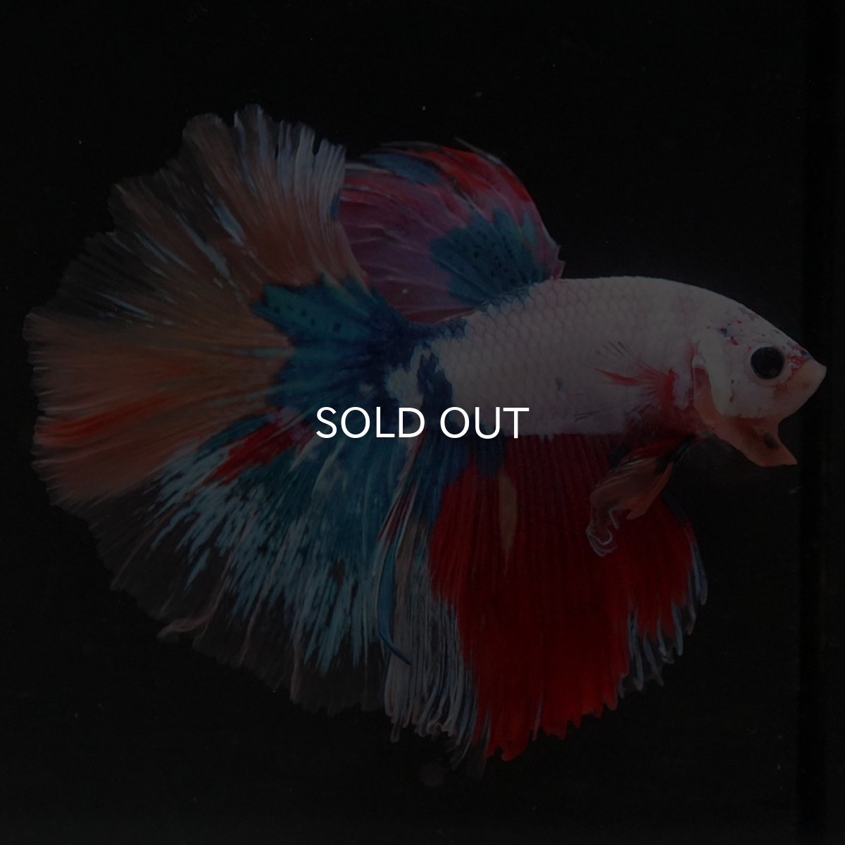 画像5: HM キャンディレインボー (5)