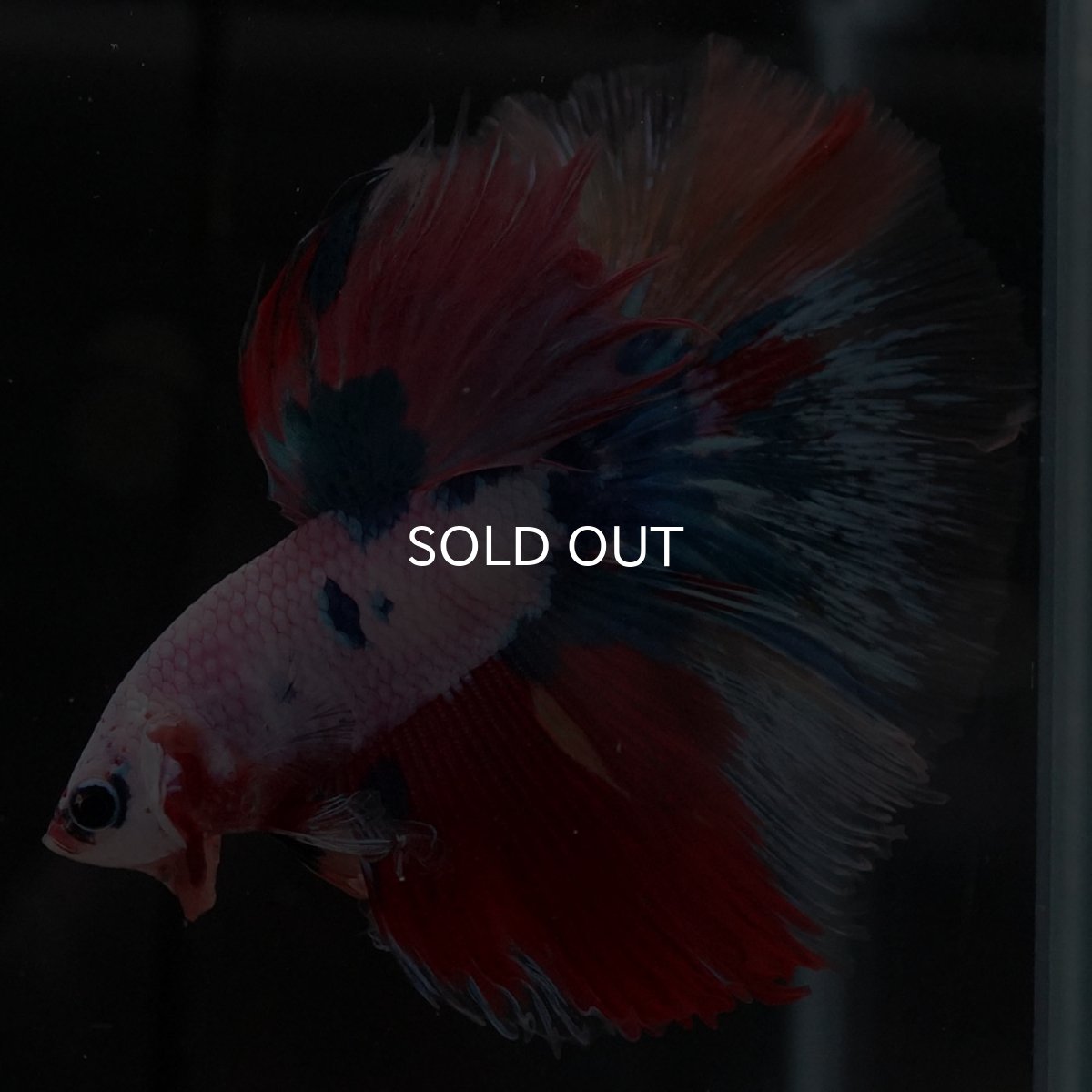 画像4: HM キャンディレインボー (4)