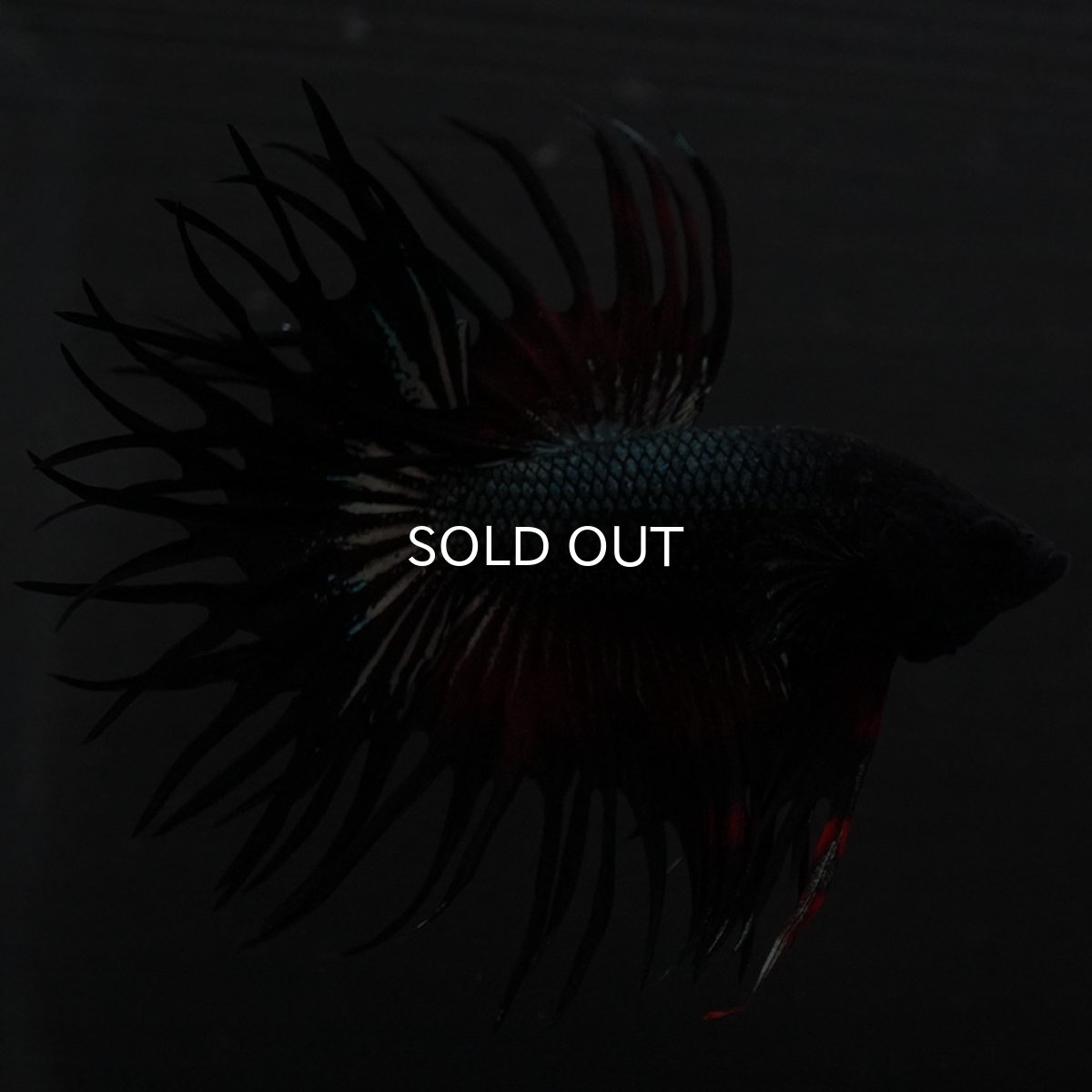 画像3: KCT レッドカッパー (3)