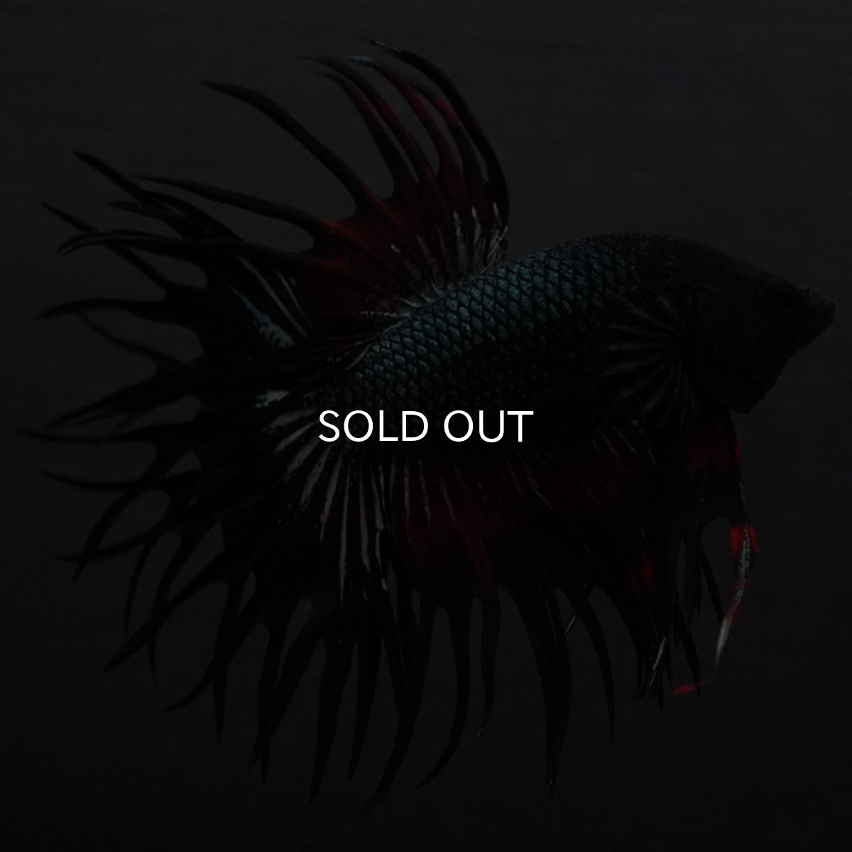 画像7: KCT レッドカッパー (7)