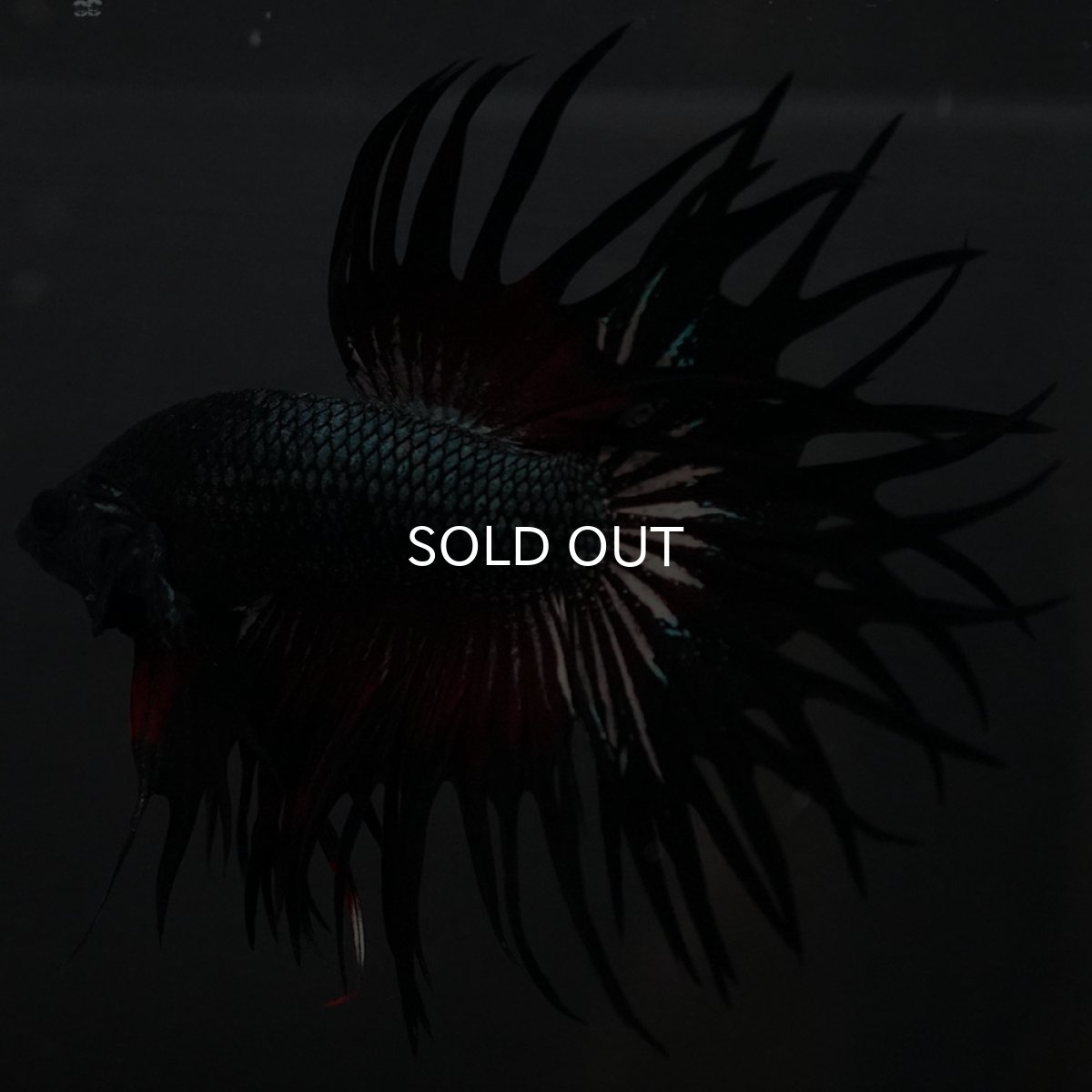 画像6: KCT レッドカッパー (6)