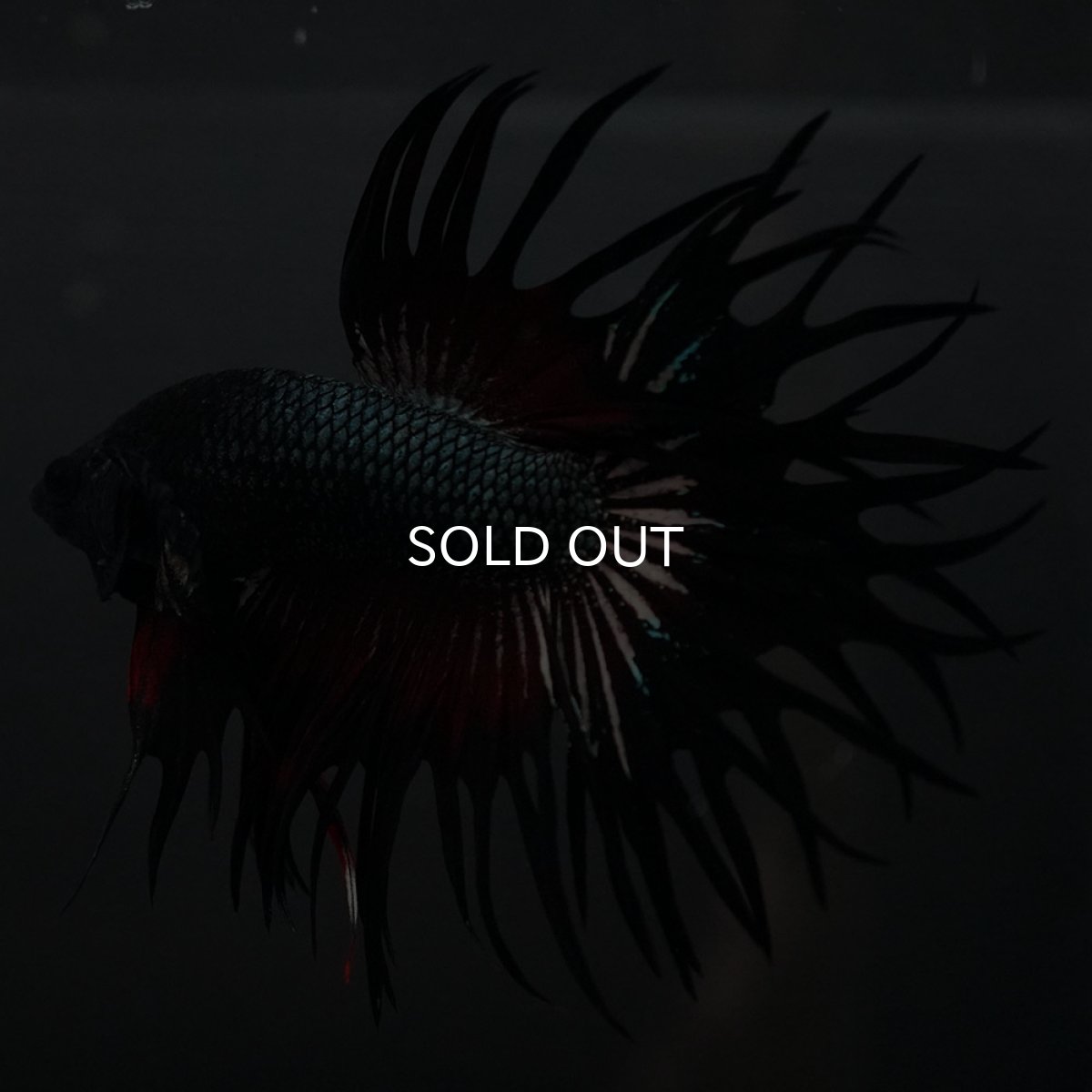 画像8: KCT レッドカッパー (8)