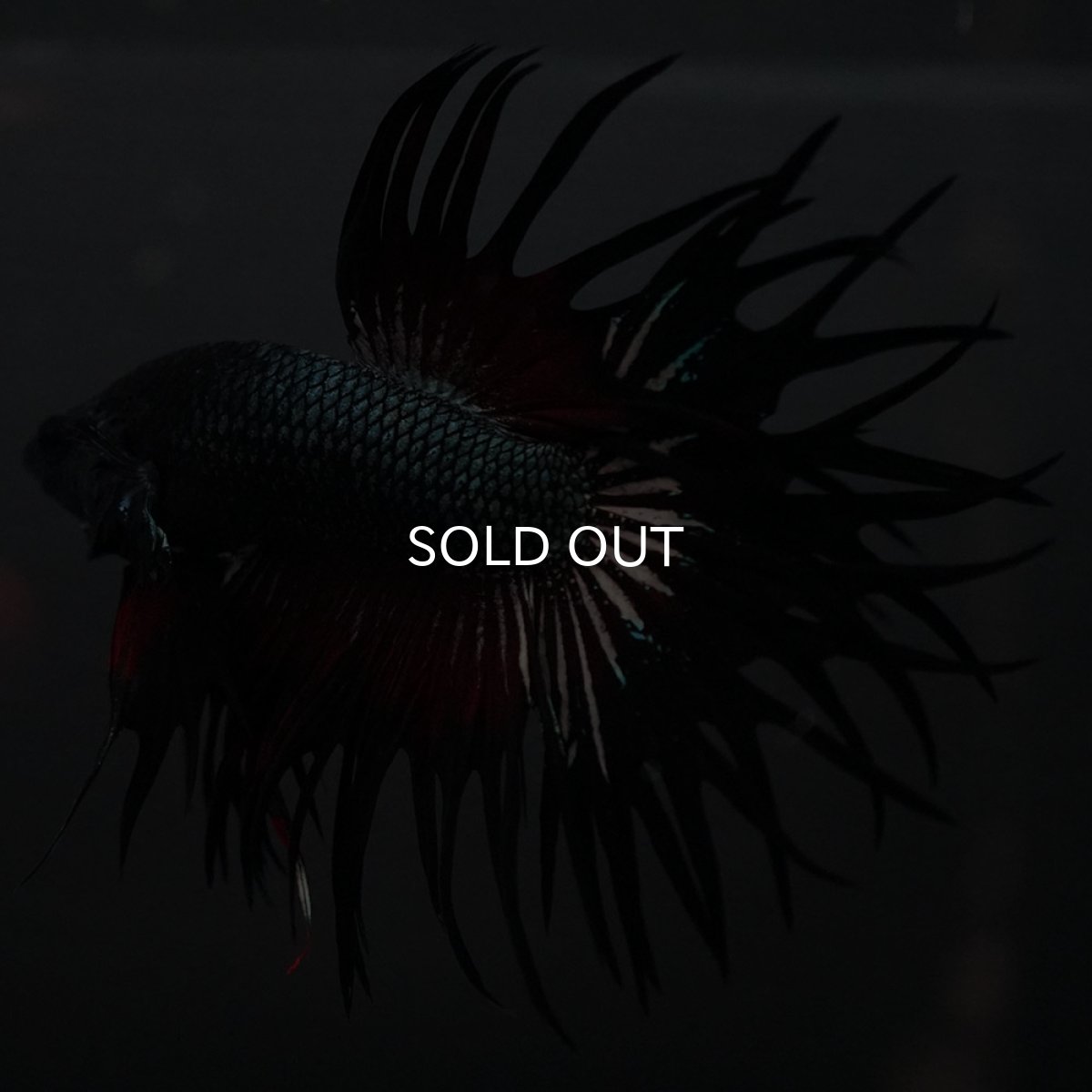 画像4: KCT レッドカッパー (4)