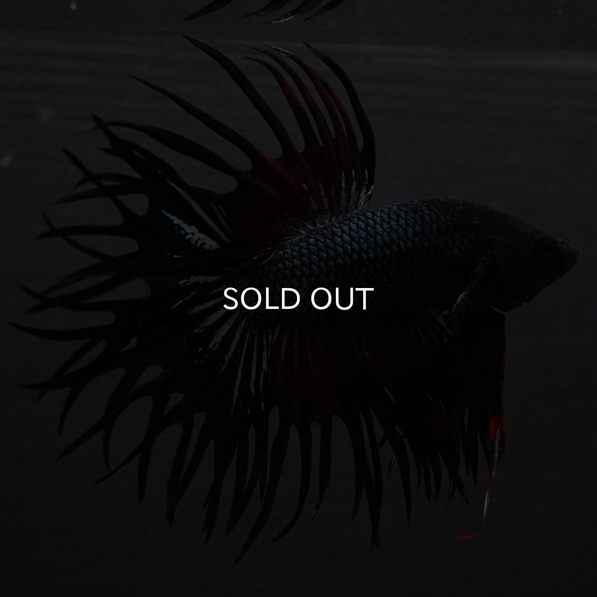 画像9: KCT レッドカッパー (9)