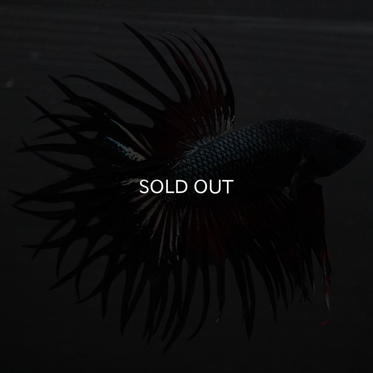 画像5: KCT レッドカッパー (5)