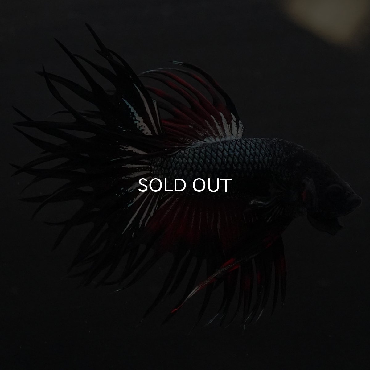 画像10: KCT レッドカッパー (10)