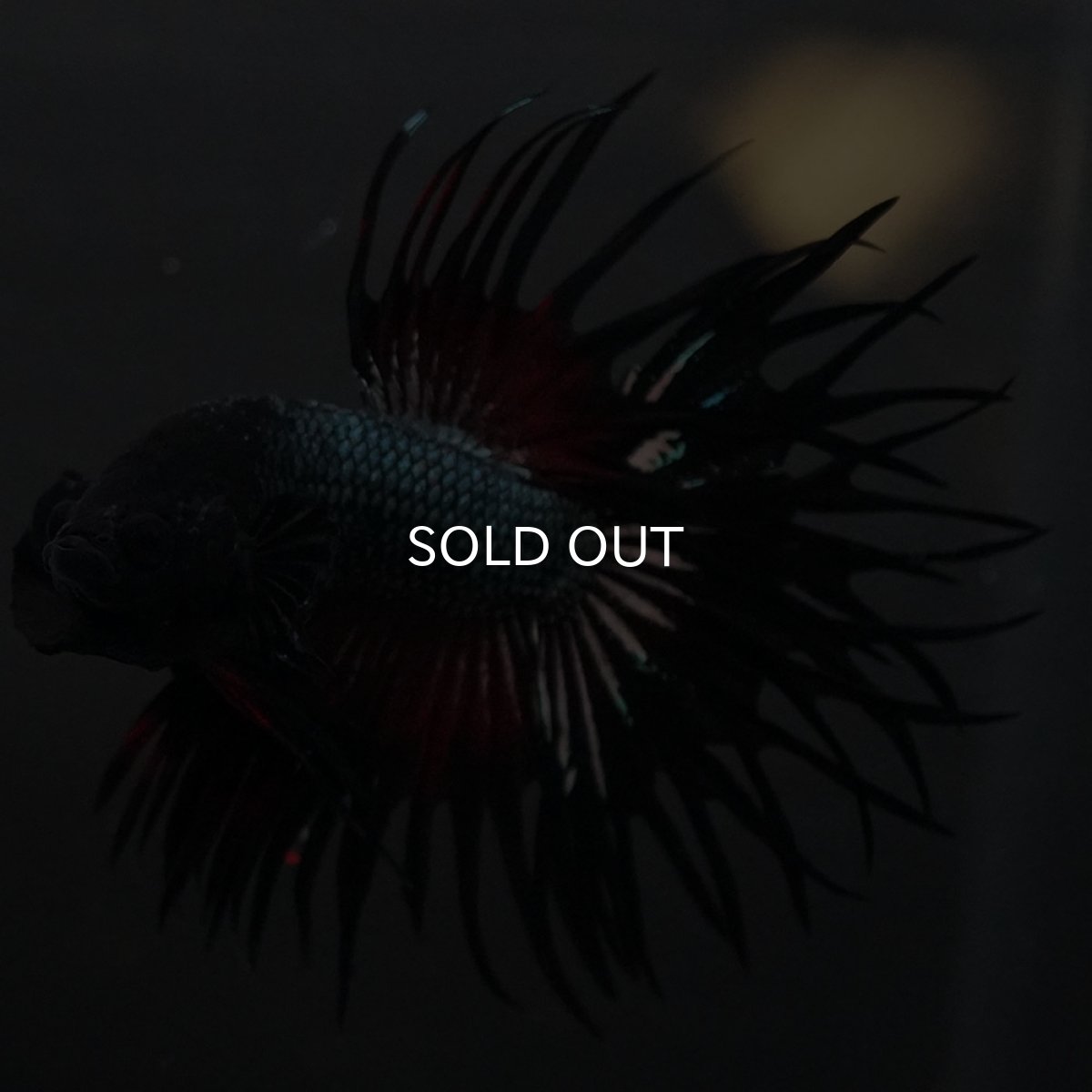 画像2: KCT レッドカッパー (2)