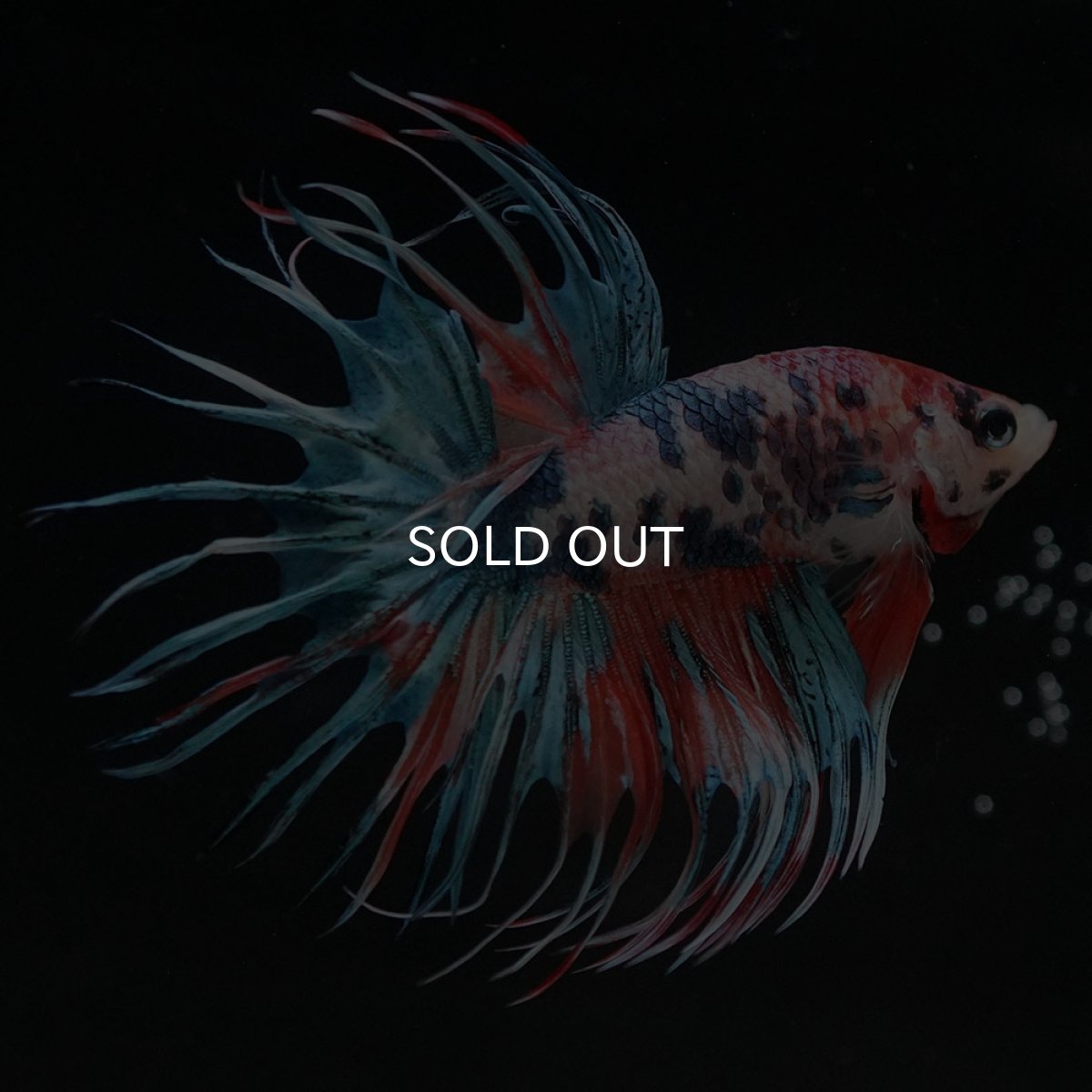 画像6: CT キャンディ (6)