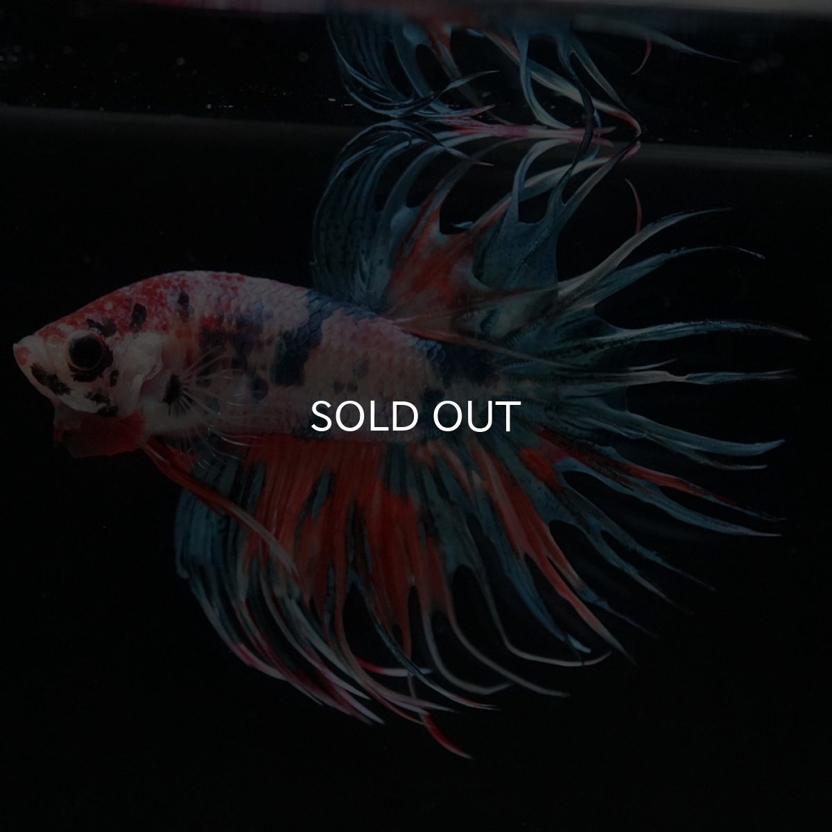 画像7: CT キャンディ (7)