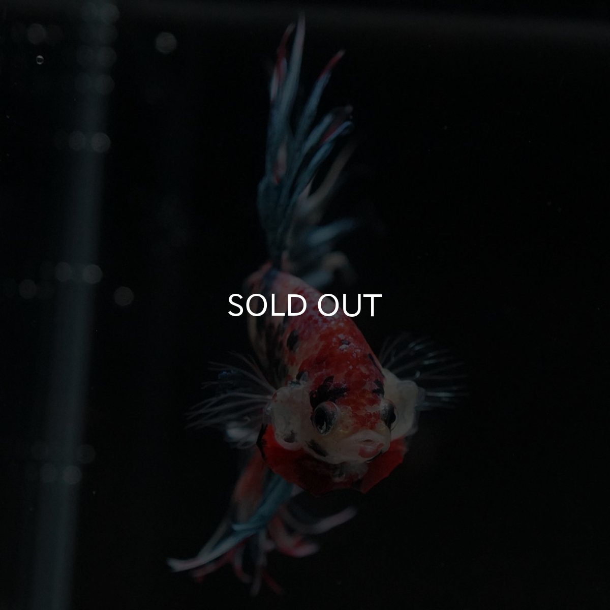 画像3: CT キャンディ (3)