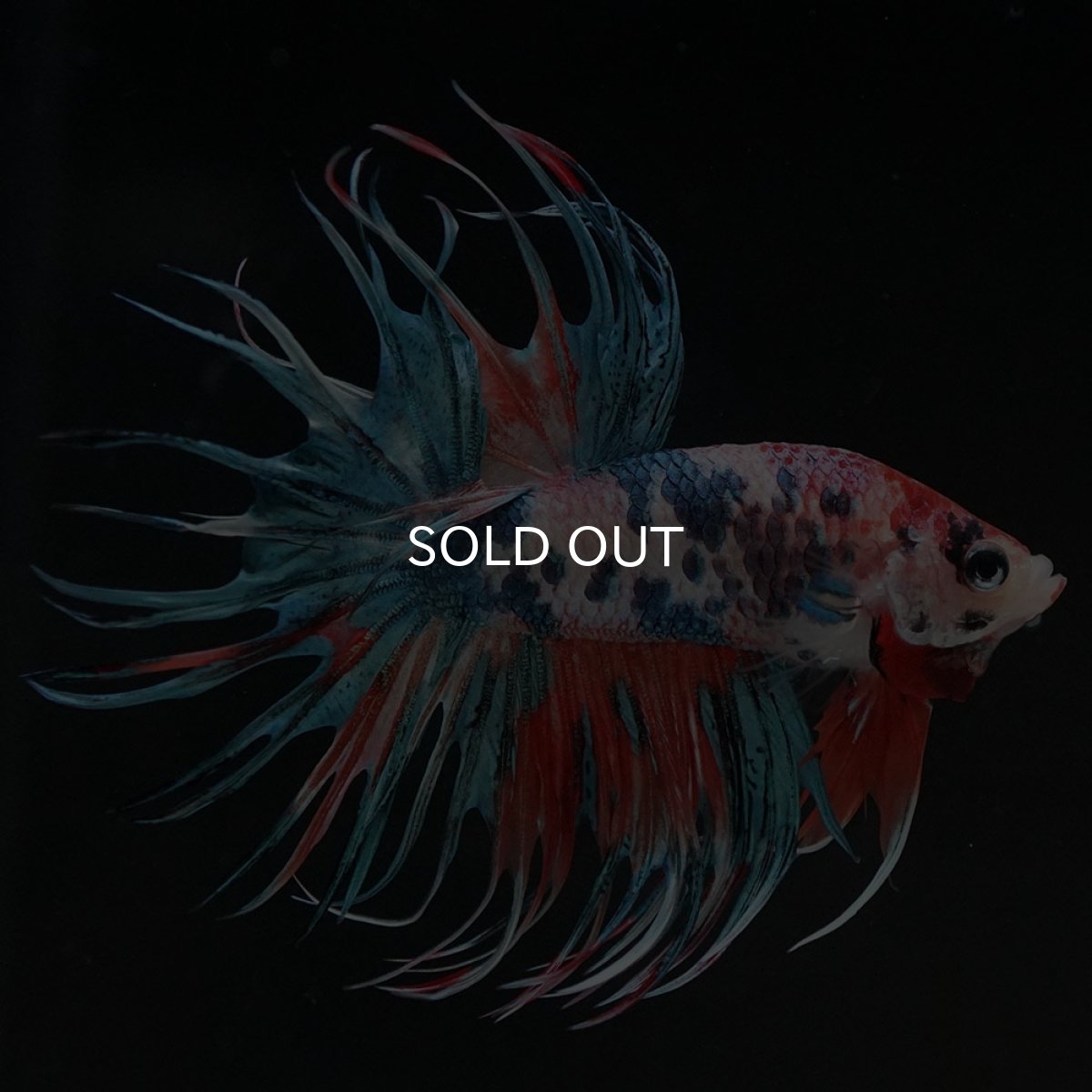 画像4: CT キャンディ (4)