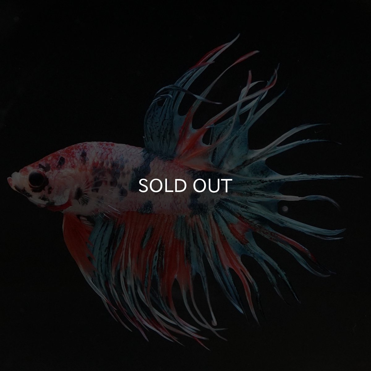 画像5: CT キャンディ (5)