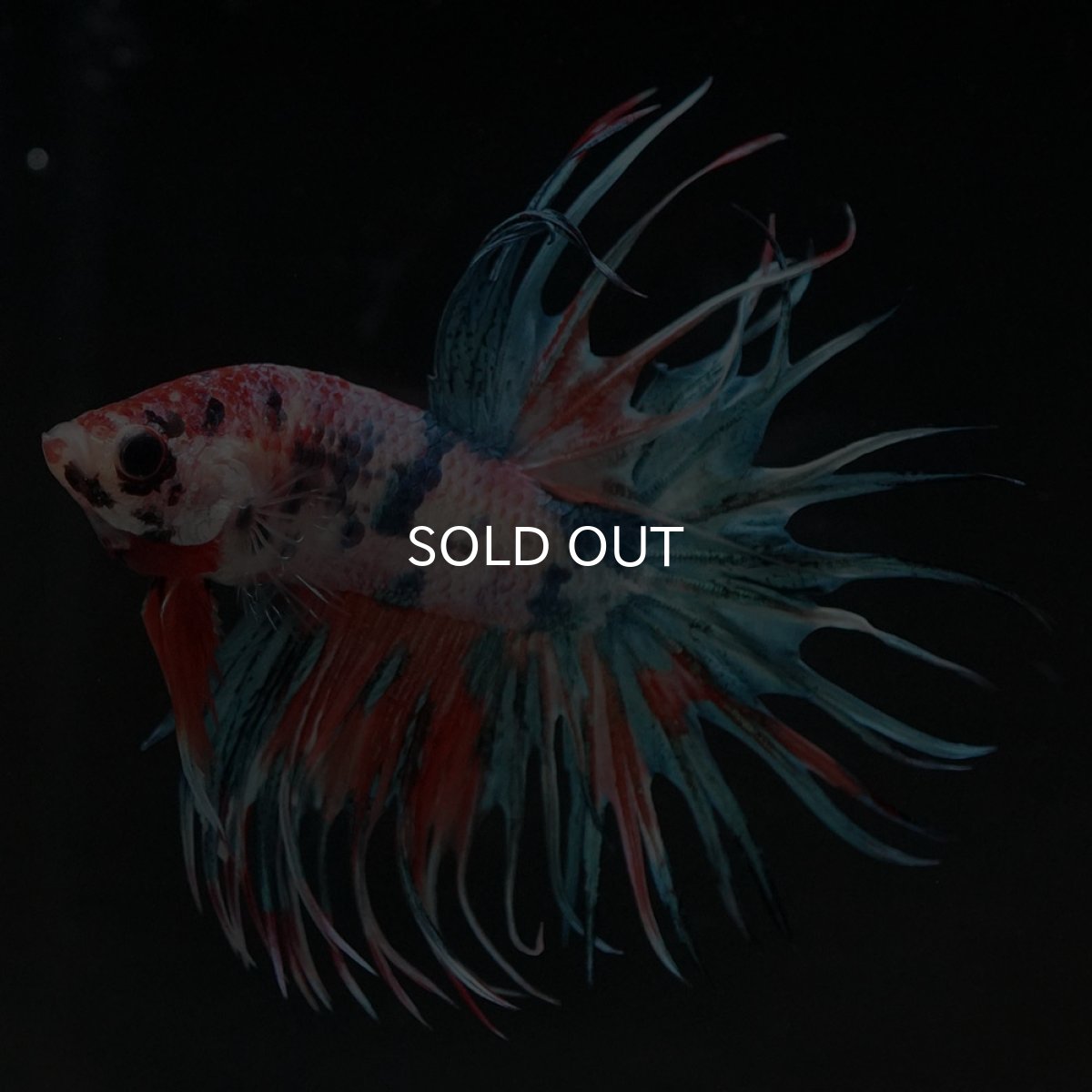 画像2: CT キャンディ (2)