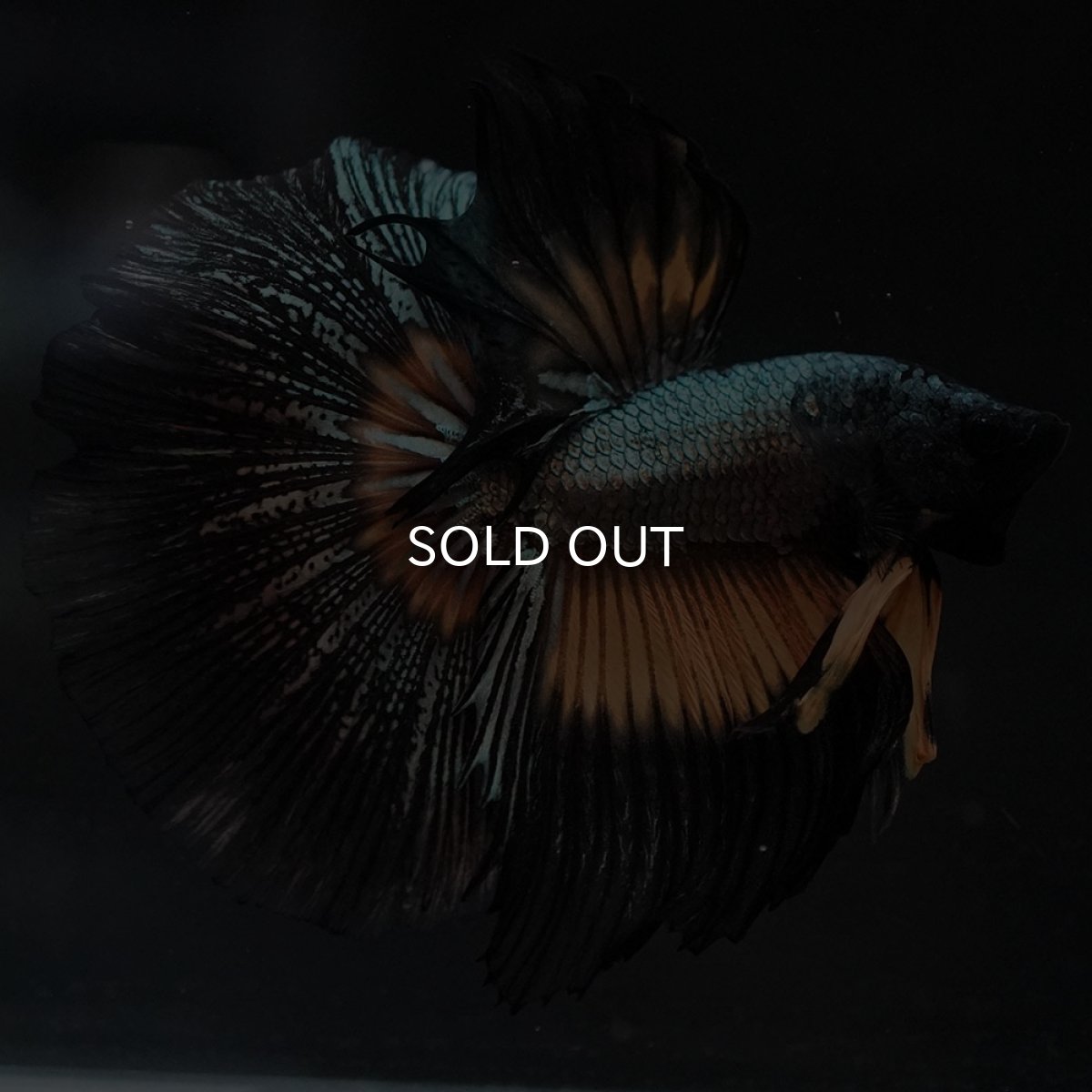 画像10: HM イエローカッパー (10)