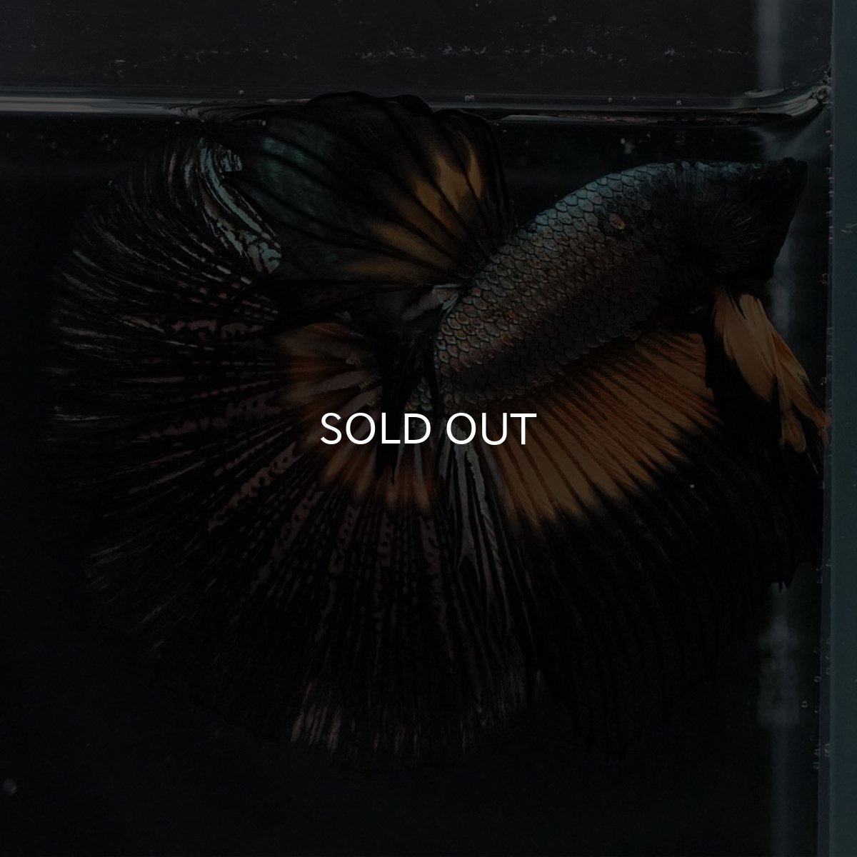 画像4: HM イエローカッパー (4)