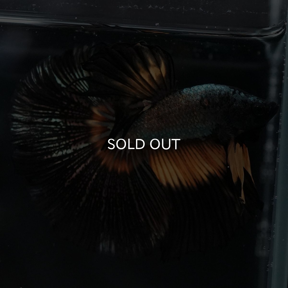 画像7: HM イエローカッパー (7)