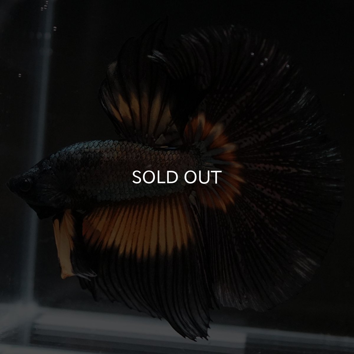 画像6: HM イエローカッパー (6)