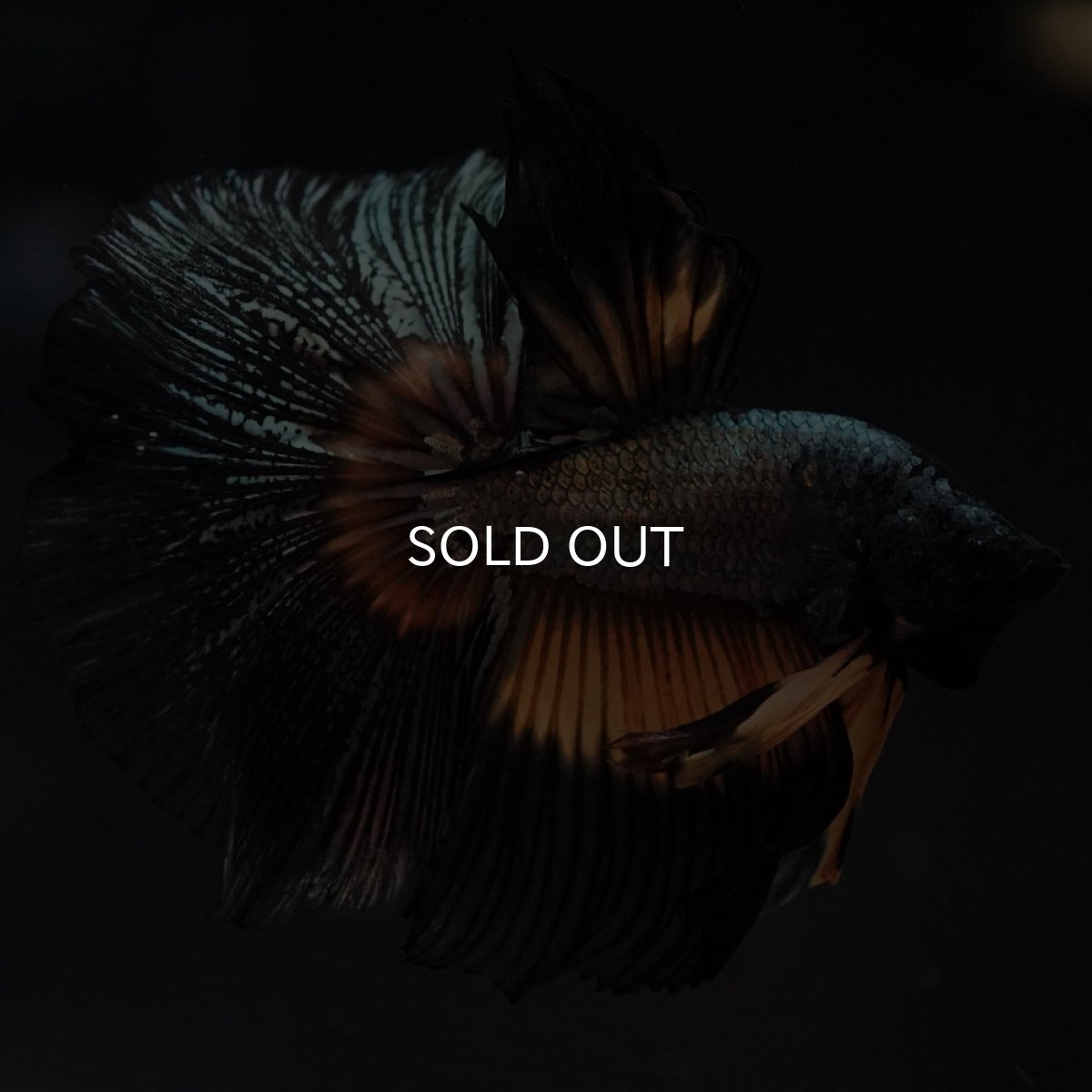 画像9: HM イエローカッパー (9)