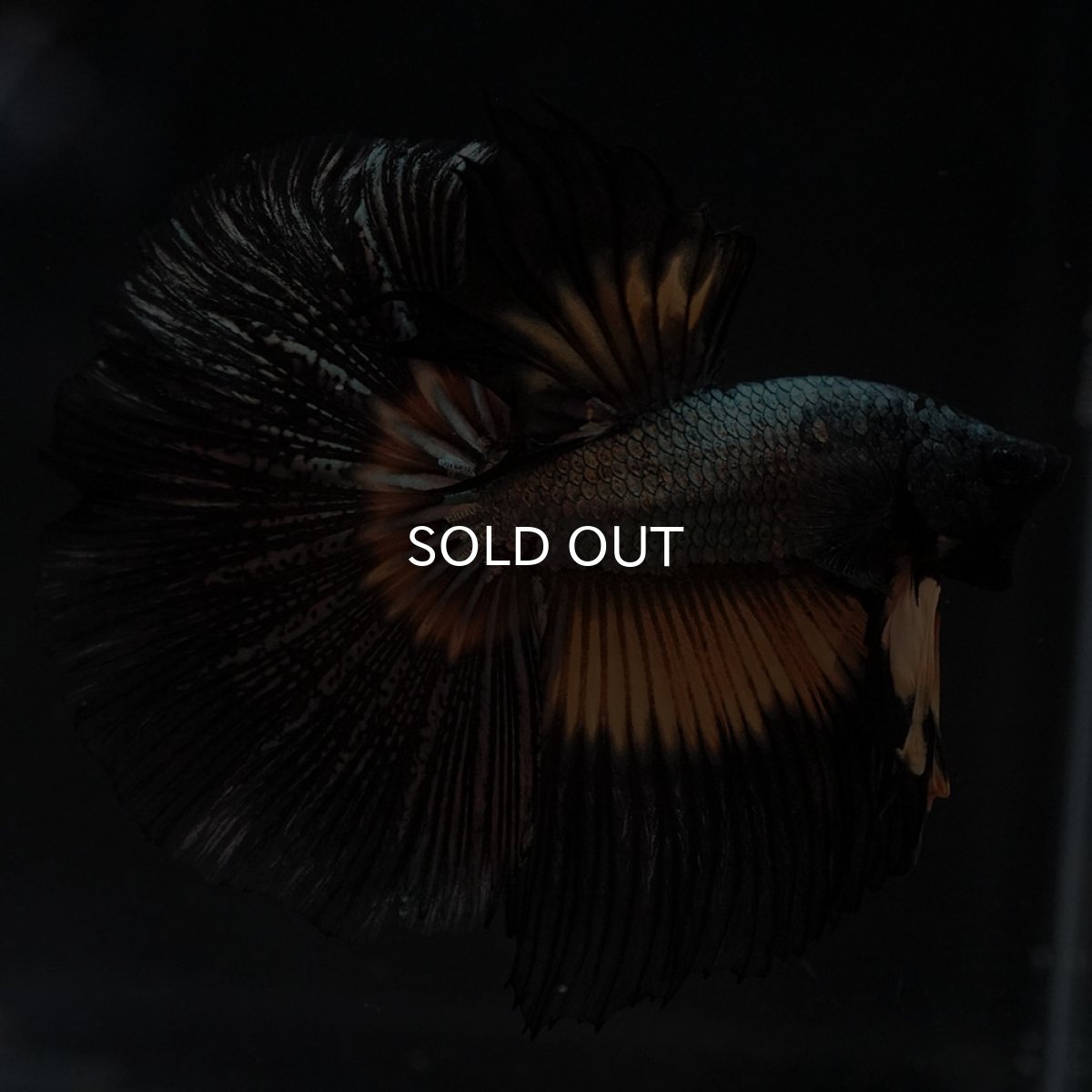 画像2: HM イエローカッパー (2)