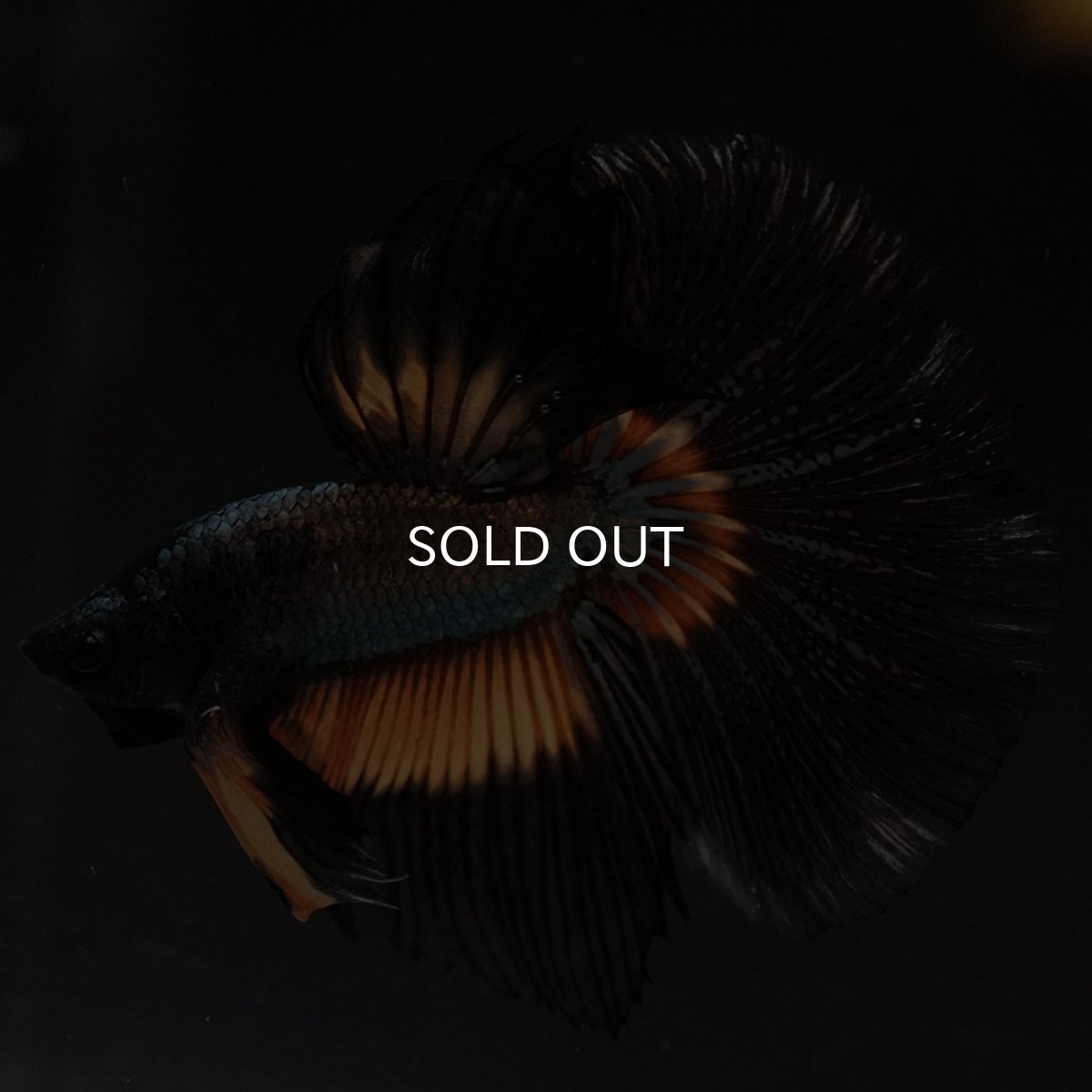 画像8: HM イエローカッパー (8)